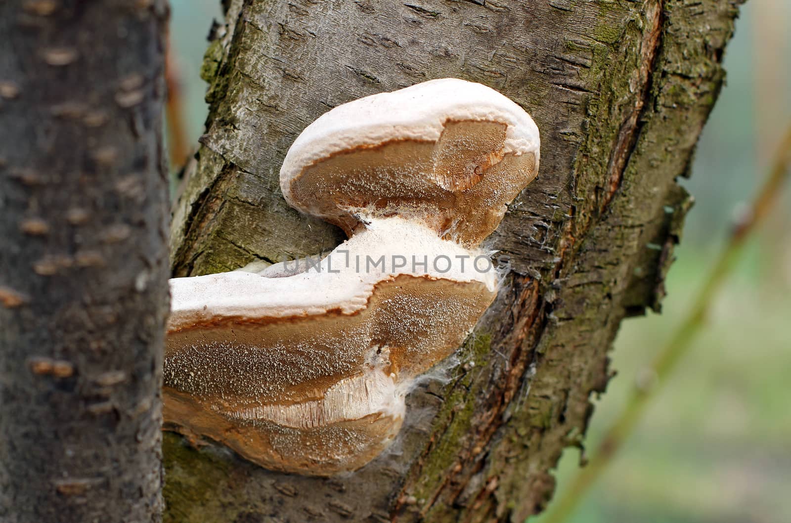 mushrooms or fungus on a tree in the garden