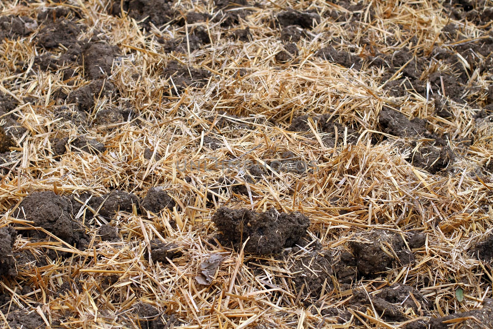 Dry straw on the ground in the garden