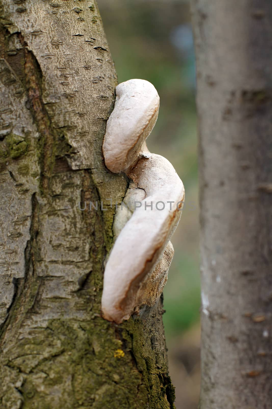 the mushrooms or fungus on a tree in the garden