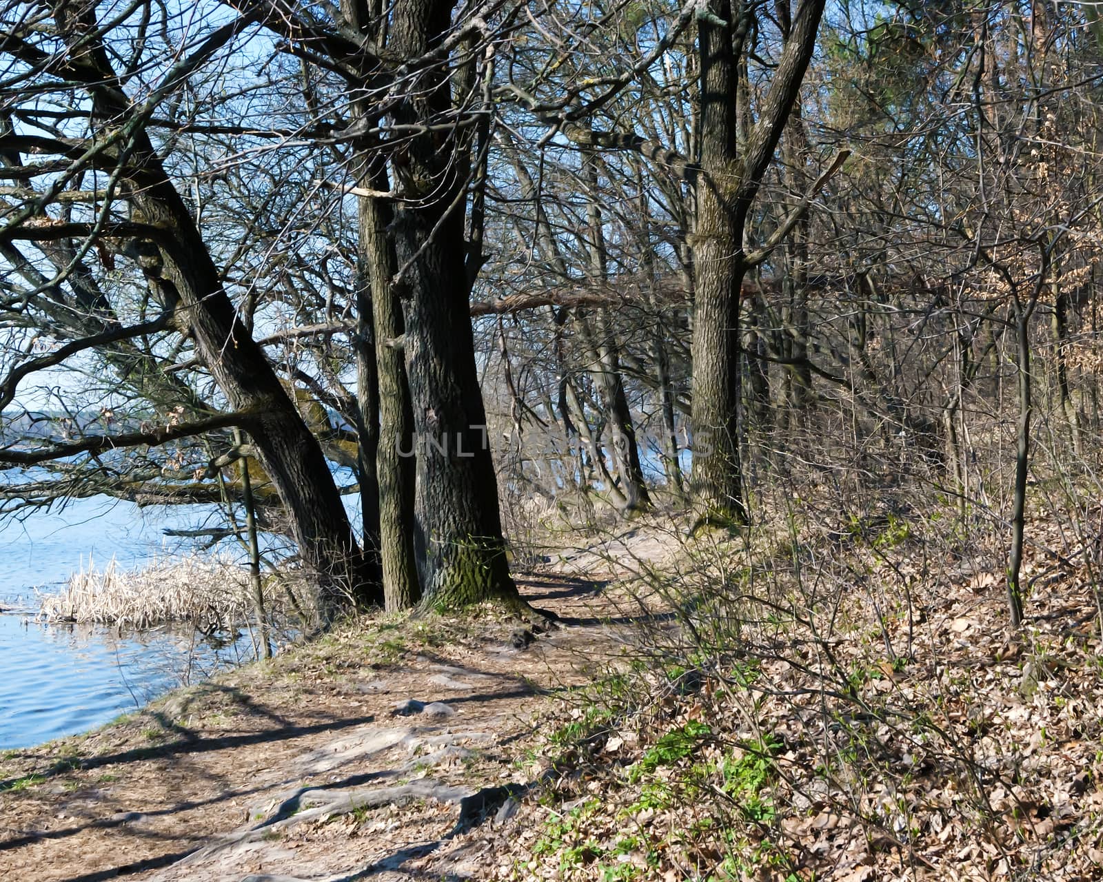Path along the river, trees and blue sky, spring