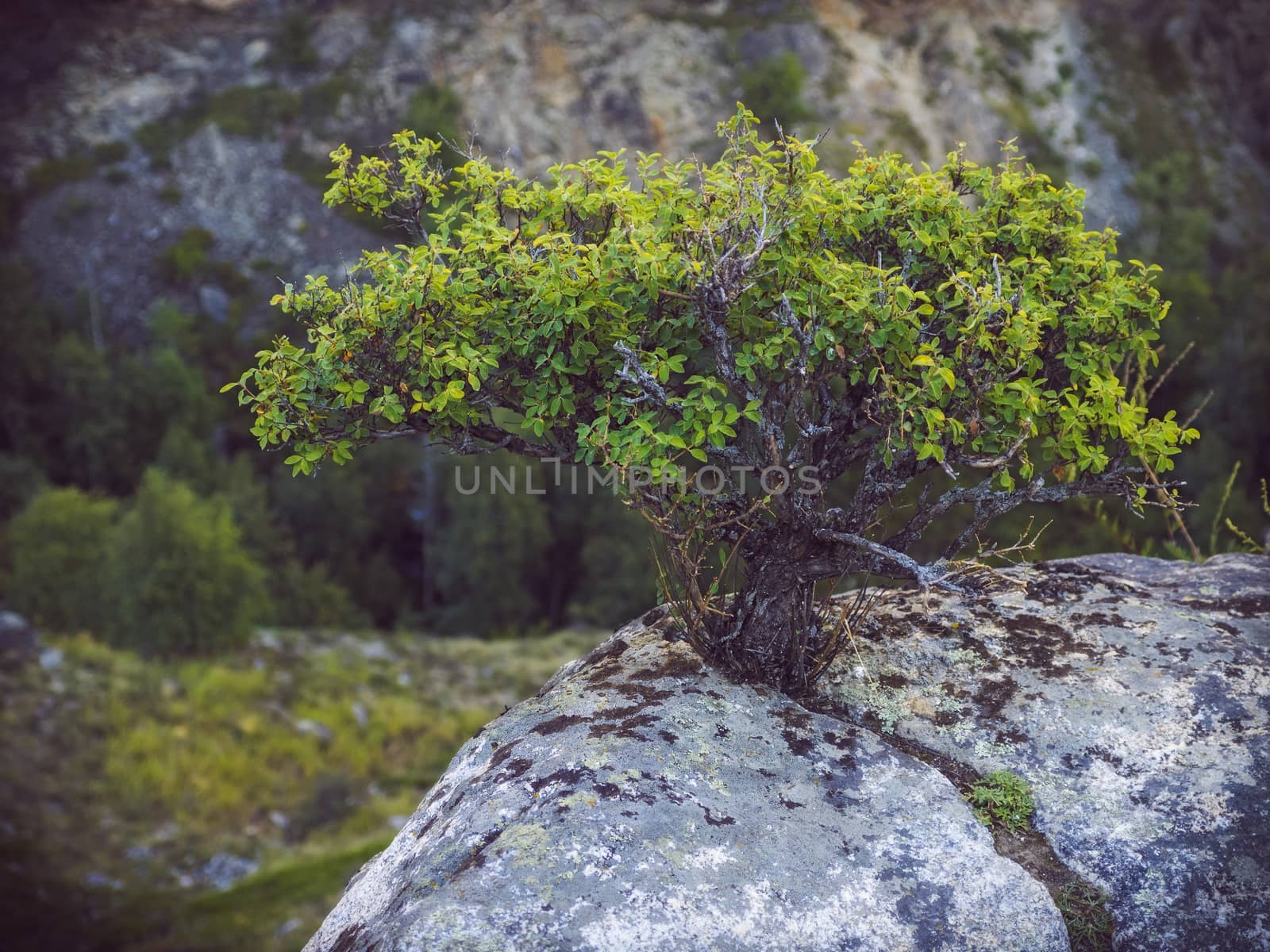 Small bush growing on a rock. Close view