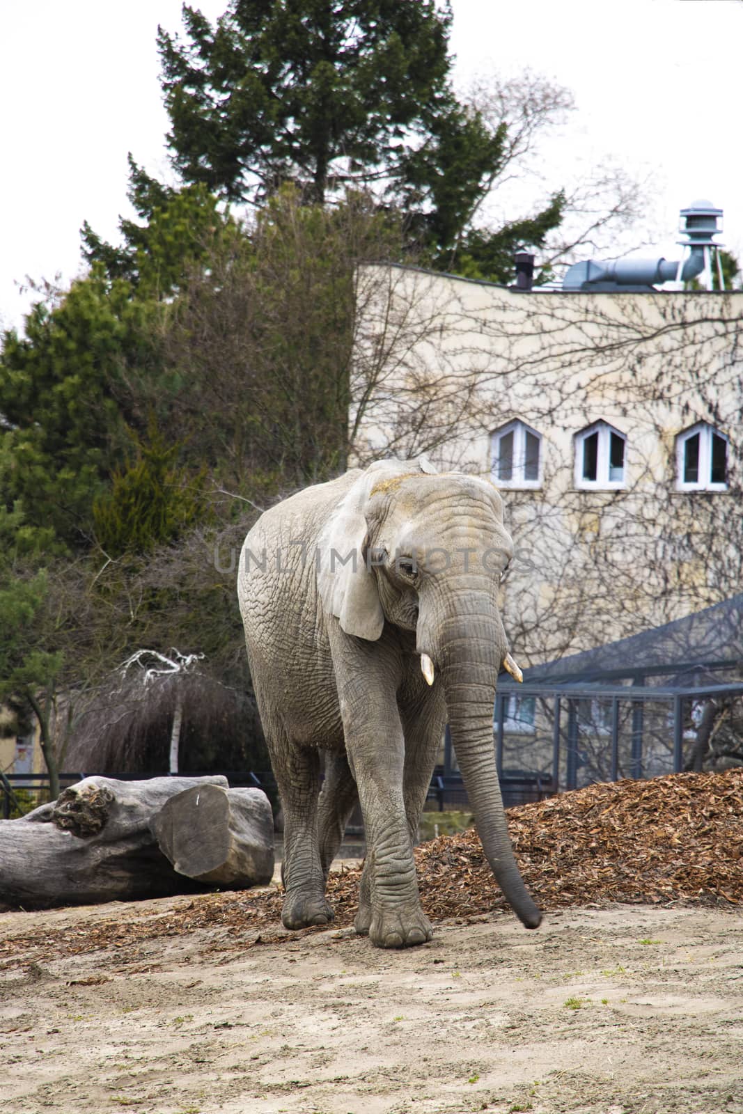 Old big elephant in a zoo or in the wild