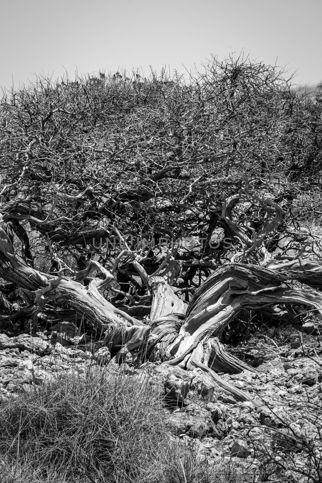 Old twisted tree with dorns in black and white at Yardie Creek at Cape Range National Park Australia