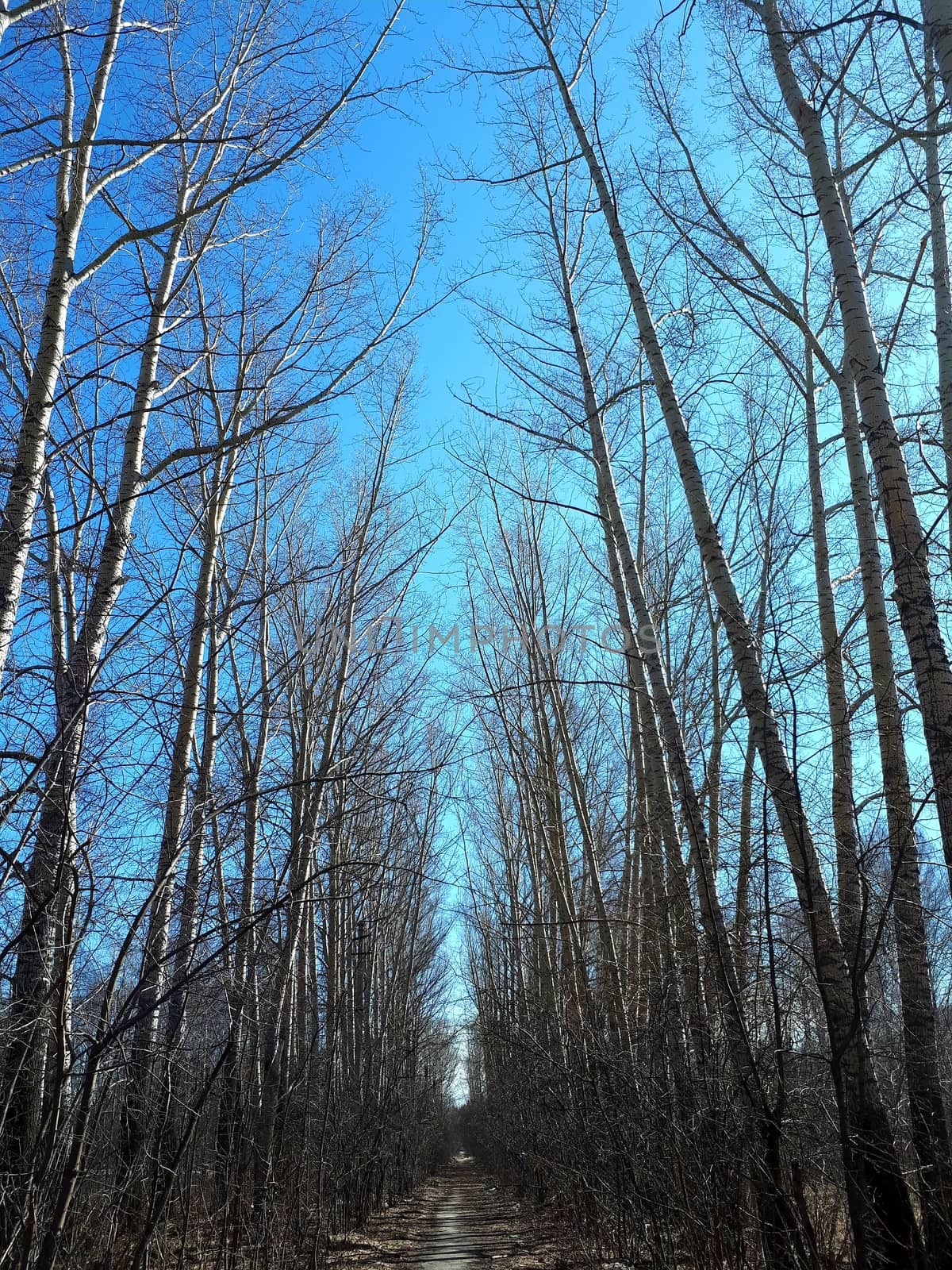 Alley in the spring forest overlooking the blue sky.