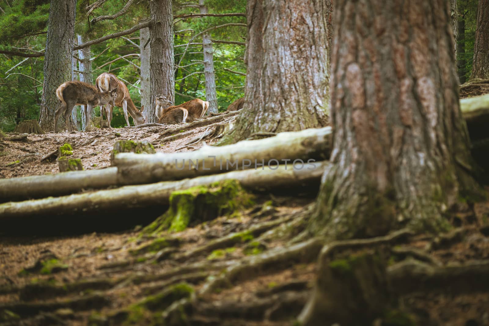family of deer eating placidly among the trees of the forest, in the foreground you can see trunks and roots of the trees