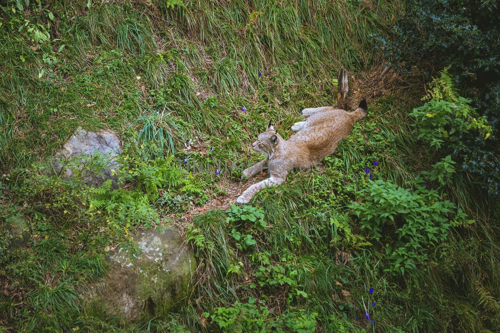 Lynx rests peacefully, is lying on the green grass of a meadow