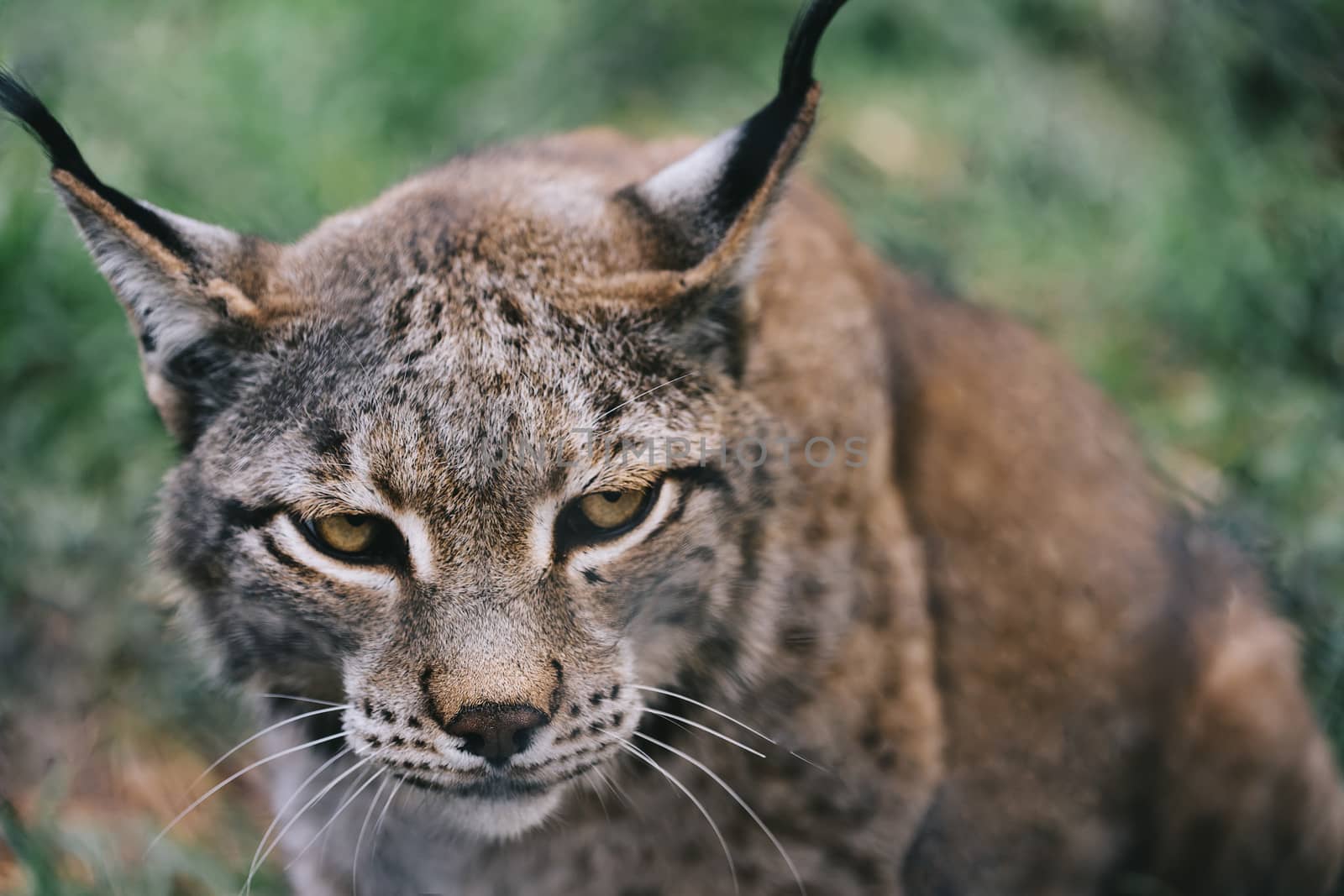 portrait of a lynx looking menacingly at camera, brown fur contrasts with green unfocused forest background