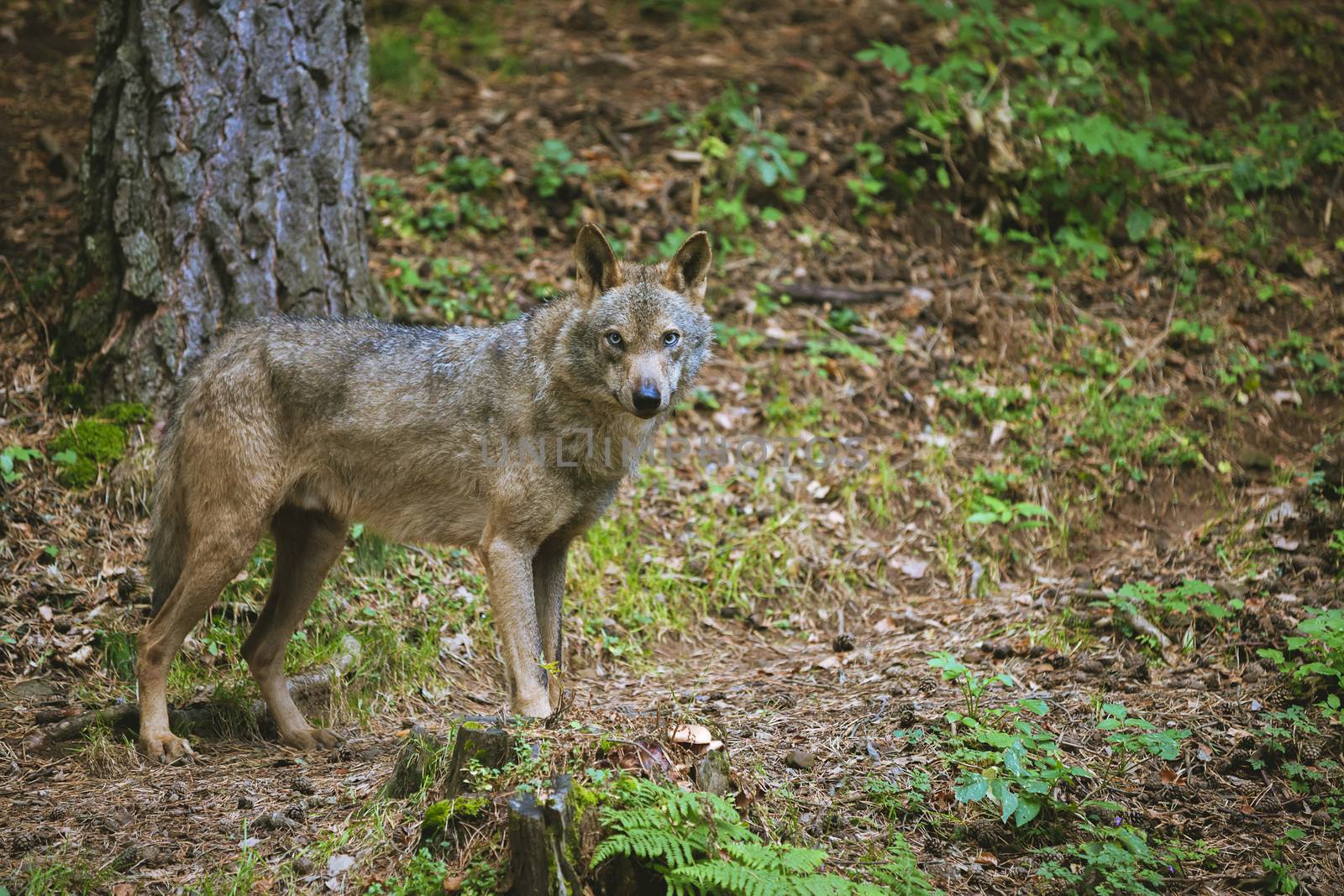 wolf standing on a path, next to a tree, is looking towards the camera
