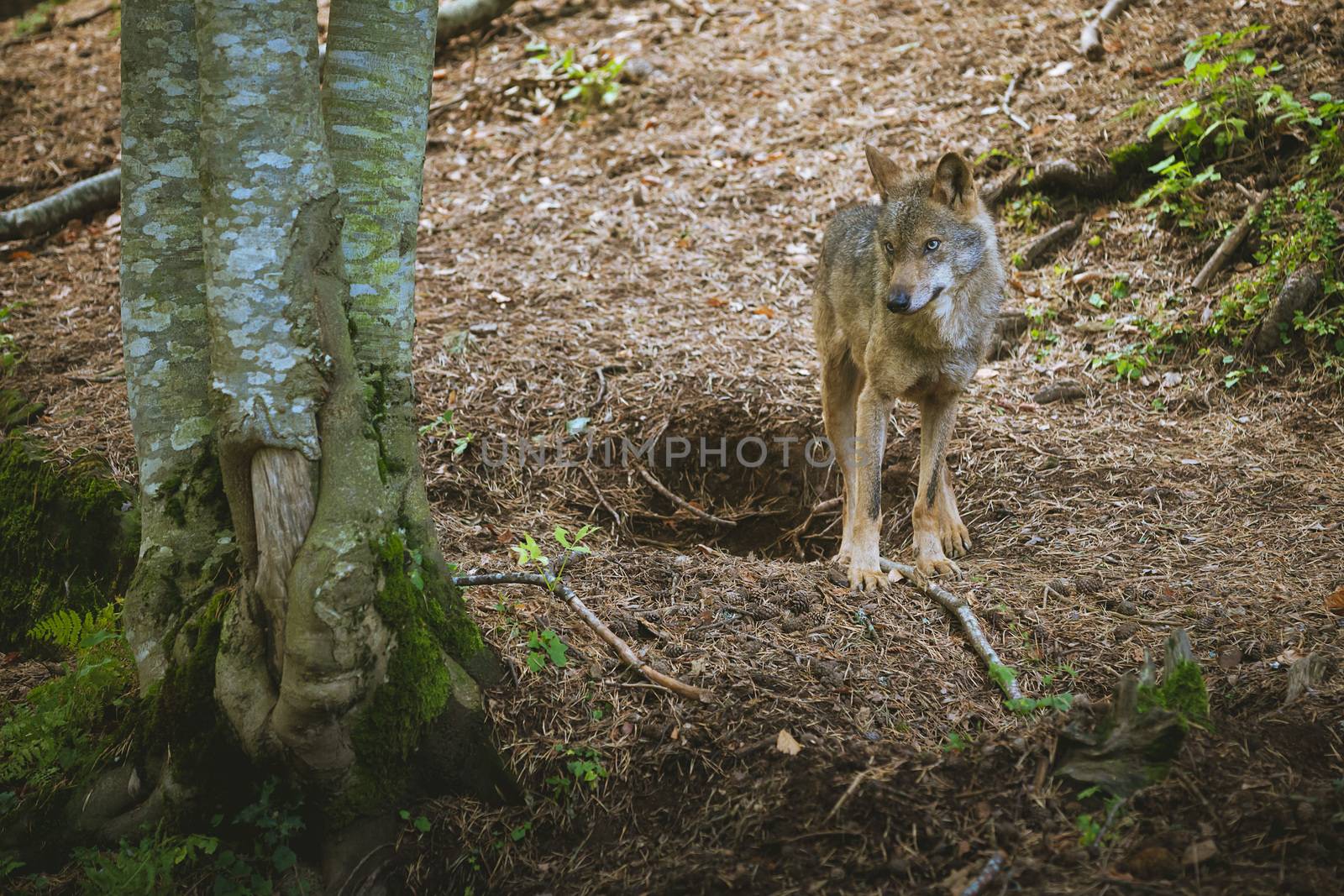 young wolf in the forest, is looking at something between the trees