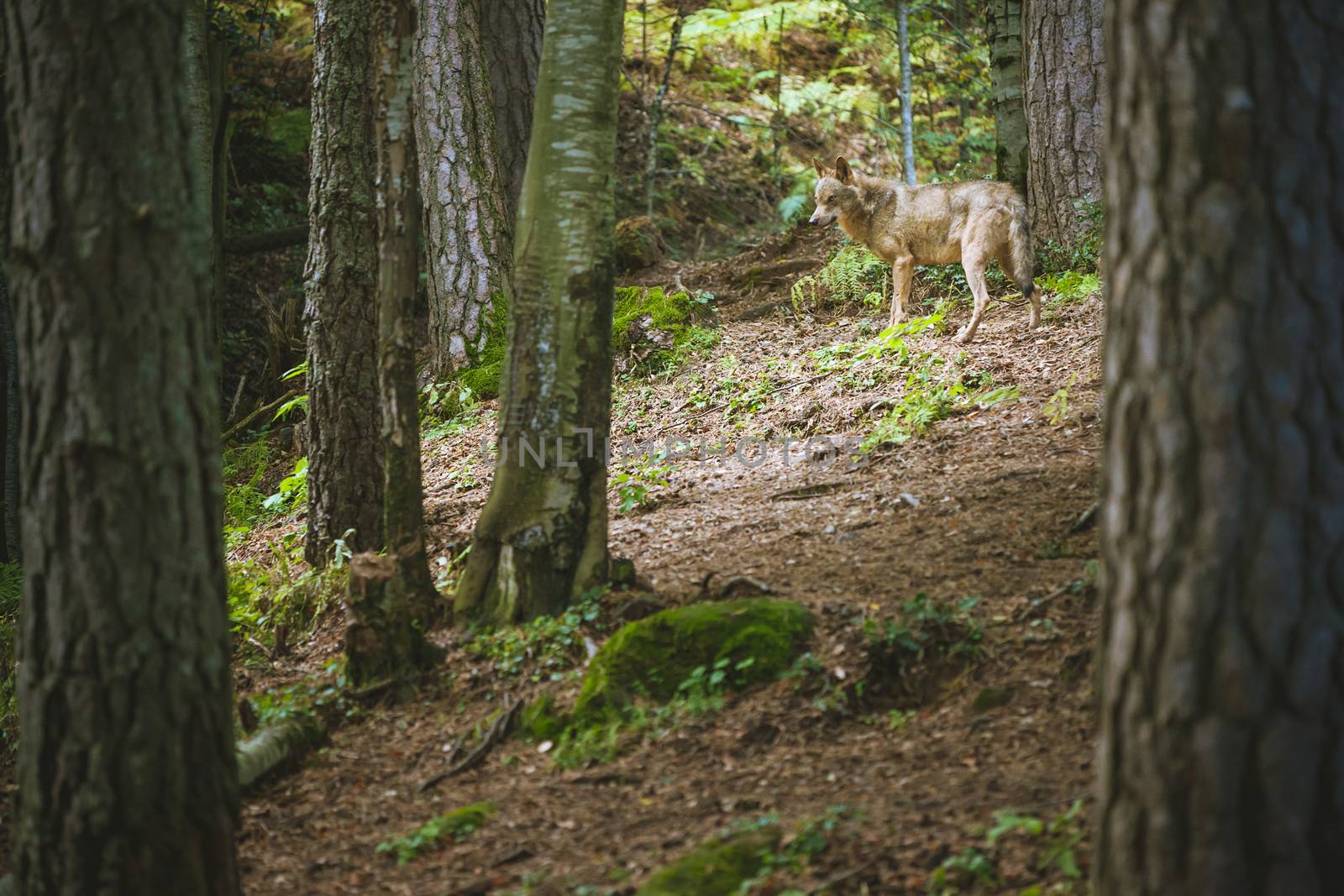 wolf walking among the trees of the forest