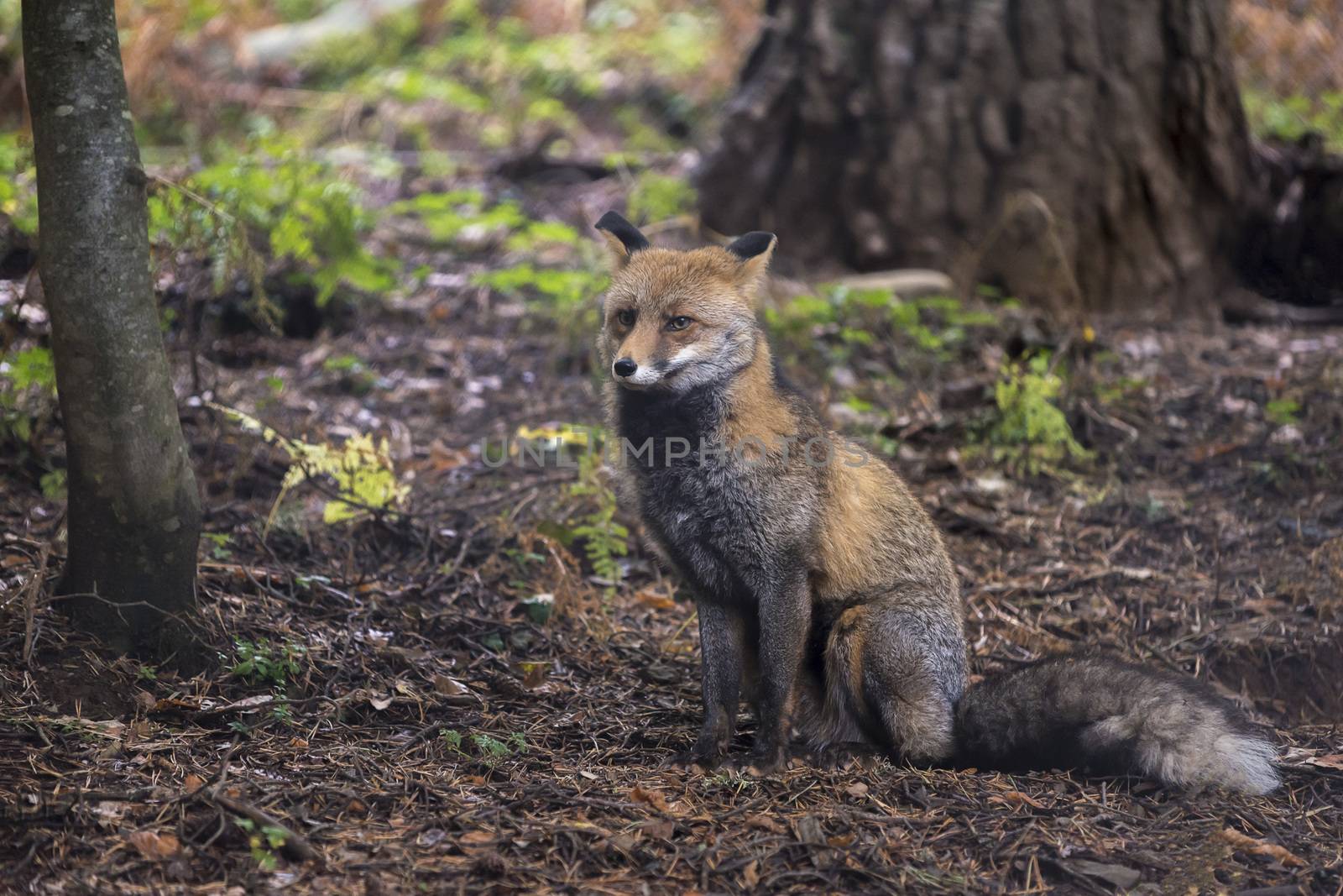 red fox sitting in a forest glade, is looking to the side