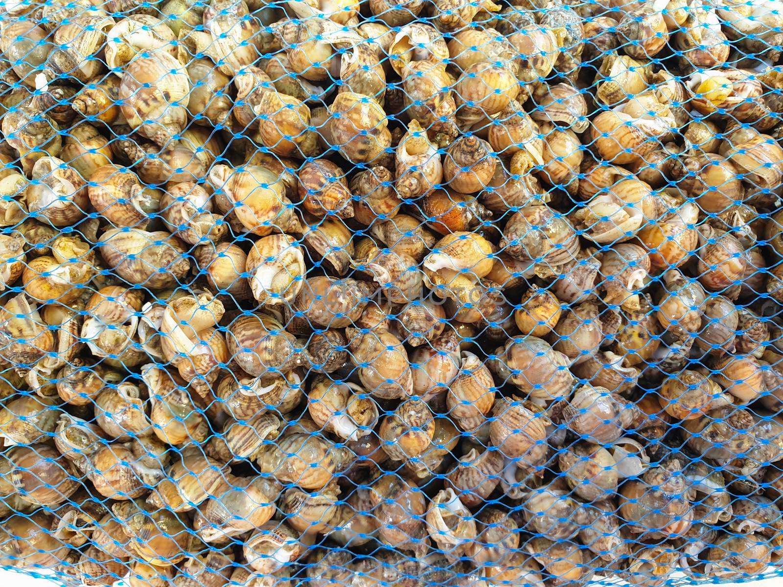 Sea snails packaged in a plastic net,close up.