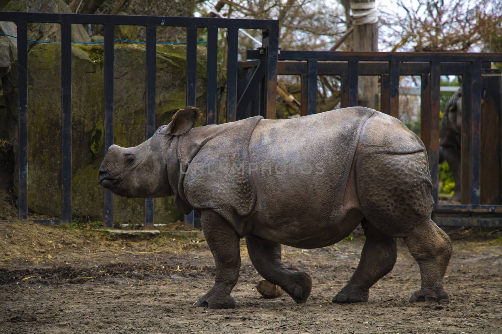Rhino rhino running around the zoo and having fun