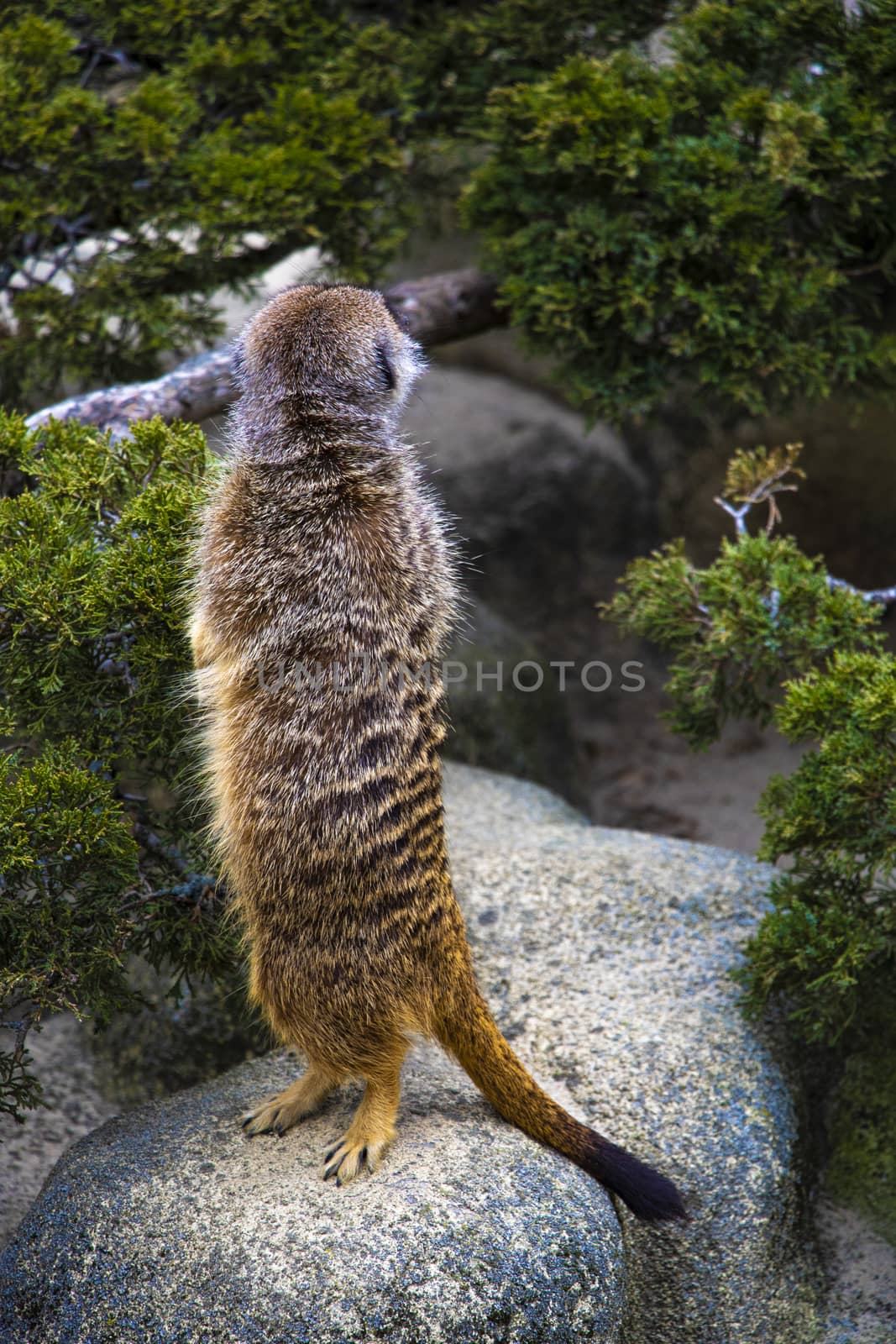 Meerkat stands on its hind legs and looks up