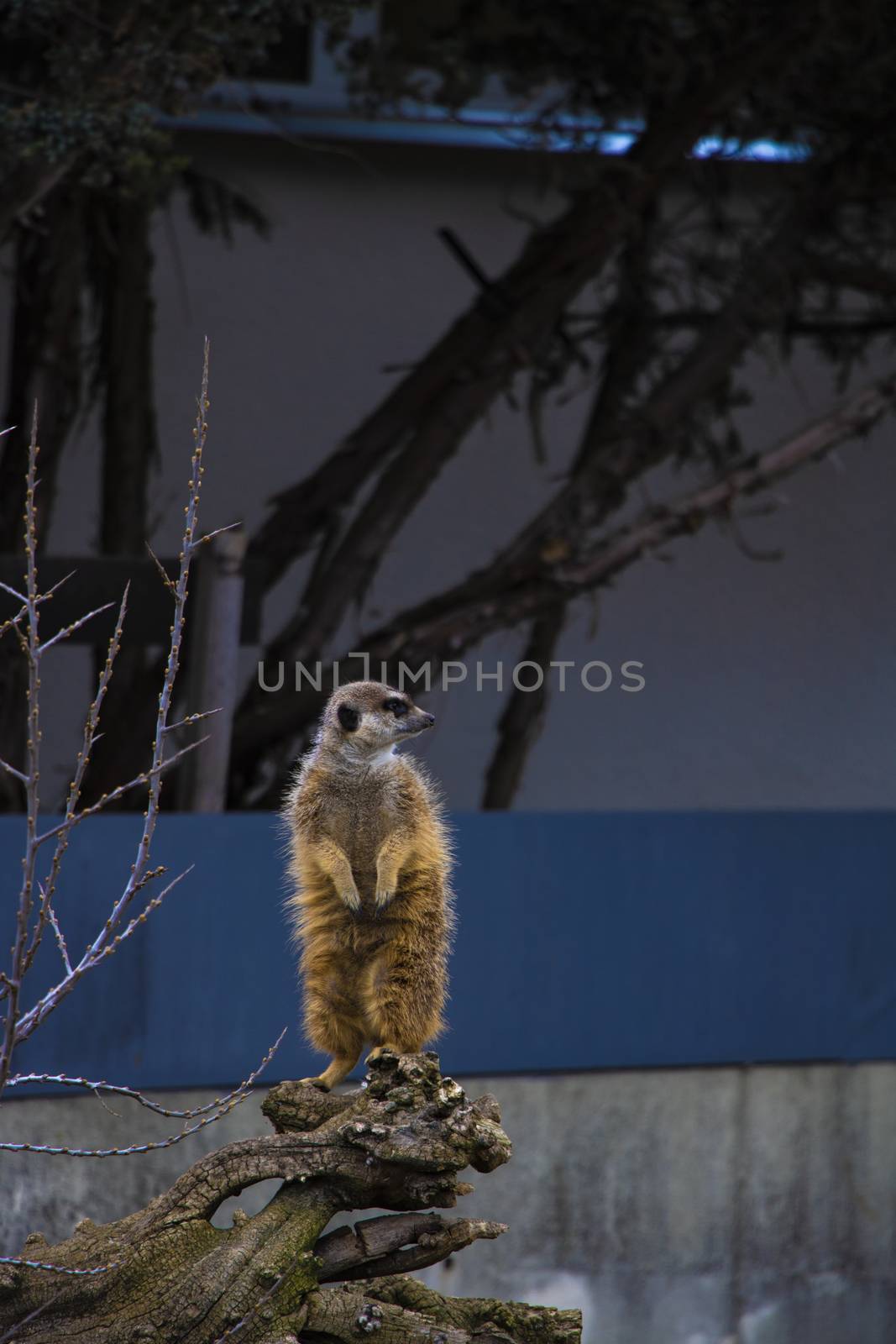 Meerkat family member Suricata suricatta on guard