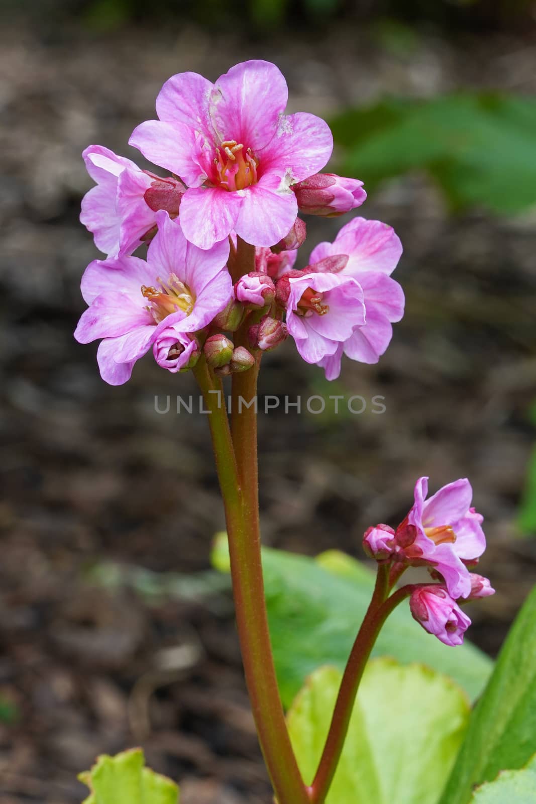 Bergenia (Bergenia hybride), close up of the flower head