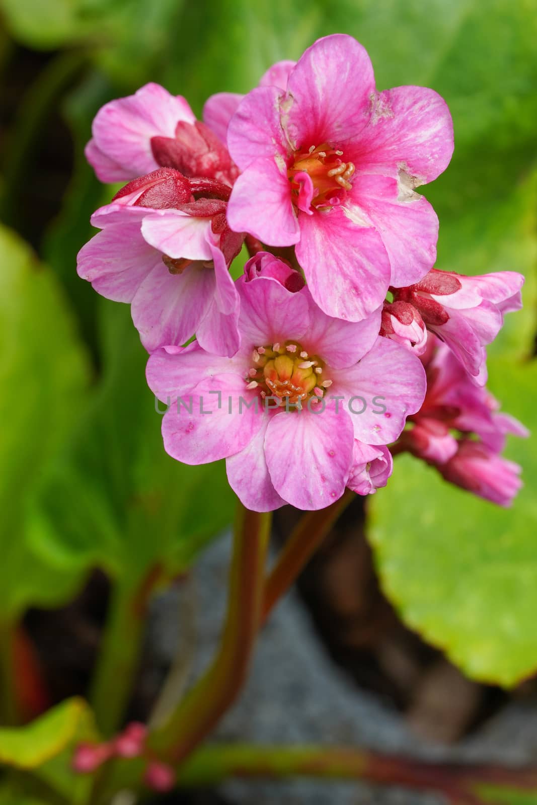 Bergenia (Bergenia hybride), close up of the flower head