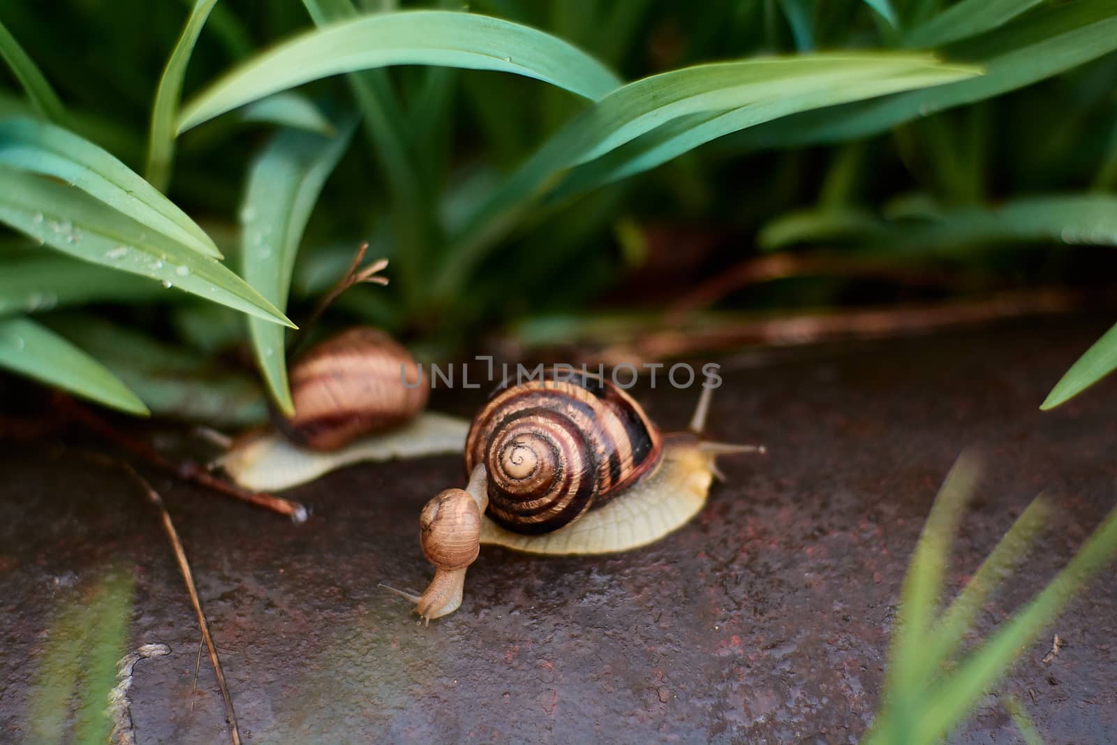 Snails in the yard after the rain on the green grass with large dew drops. Image for design with copyspace. Concept of moving forward to success. Snail on the grass. The snail moves forward.