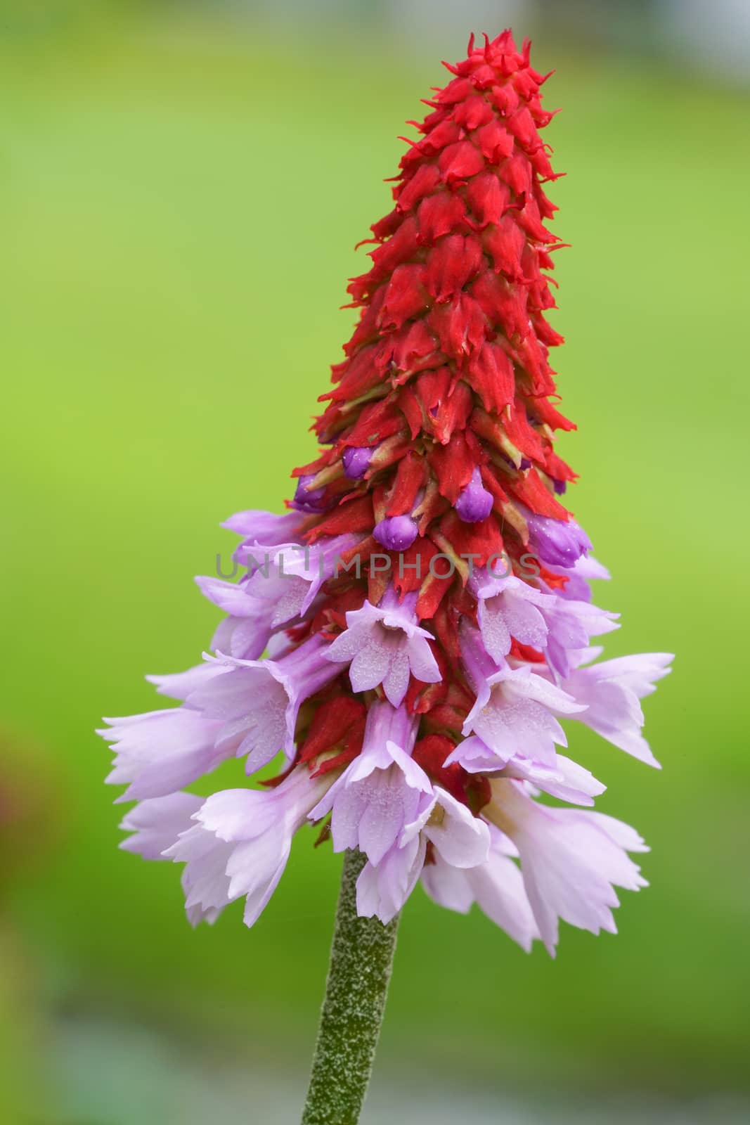 Orchid primrose (Primula viallii), close up of the flower head