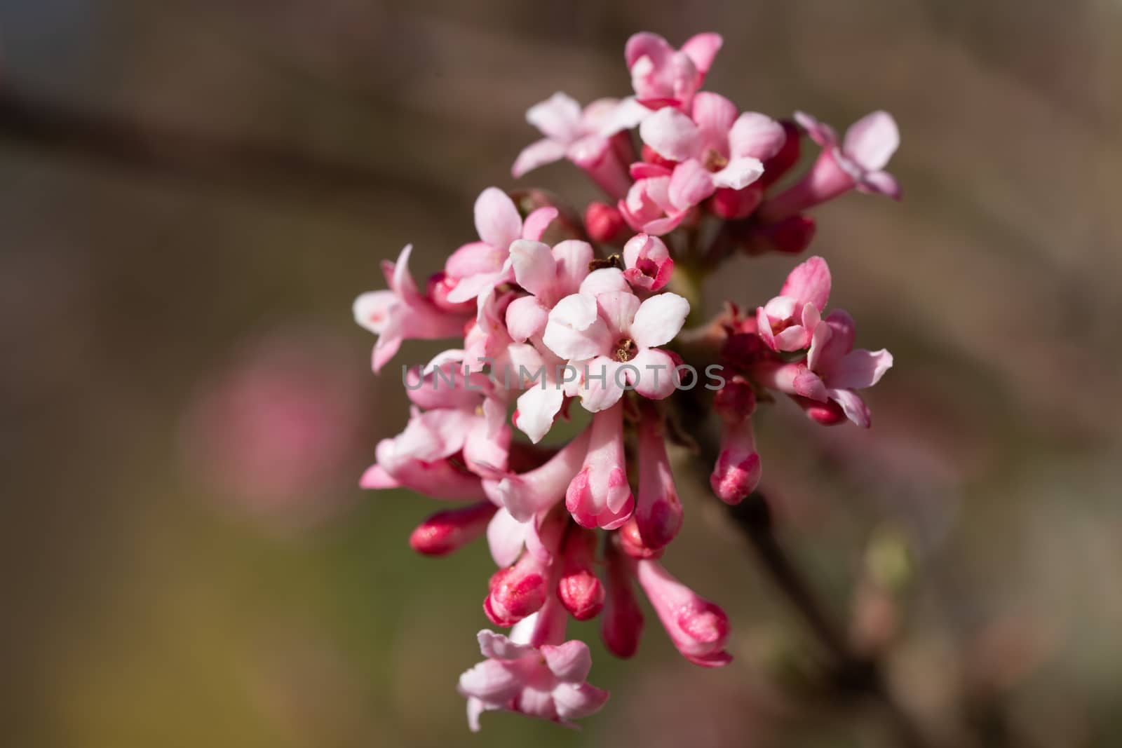 Viburnum (Viburnum farreri), flowers of the gardens