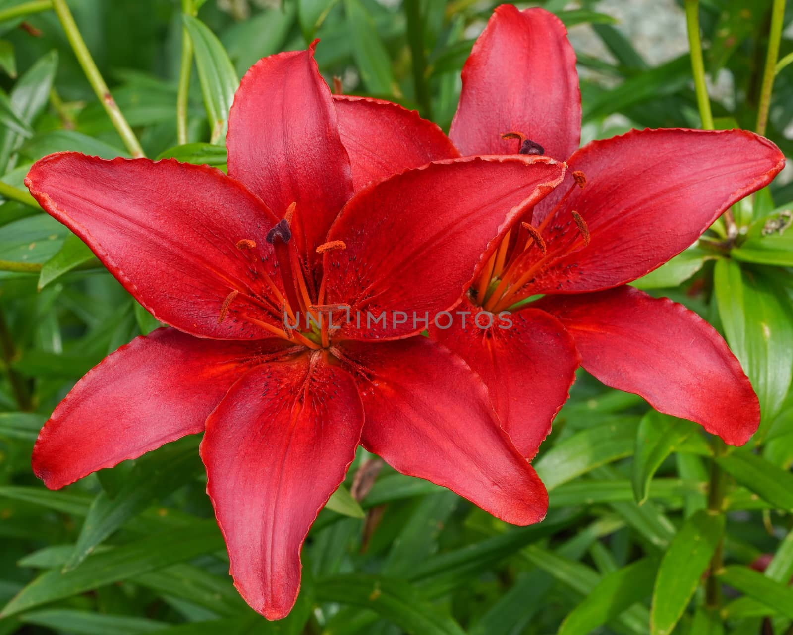 Day lily (Hemerocallis), close up of the flower head