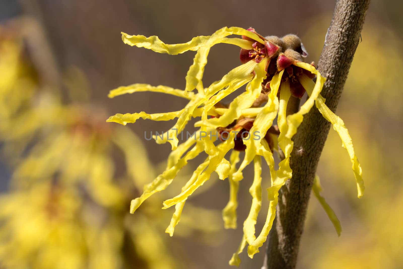 Witch Hazel Hybride (Hamamelis intermedia), colours of spring