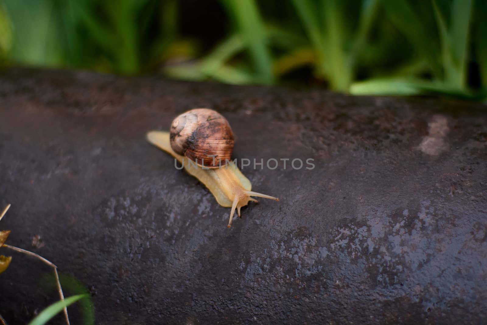 Snails in the yard after the rain on the green grass with large dew drops. Image for design with copyspace. Concept of moving forward to success. Snail on the grass. The snail moves forward.