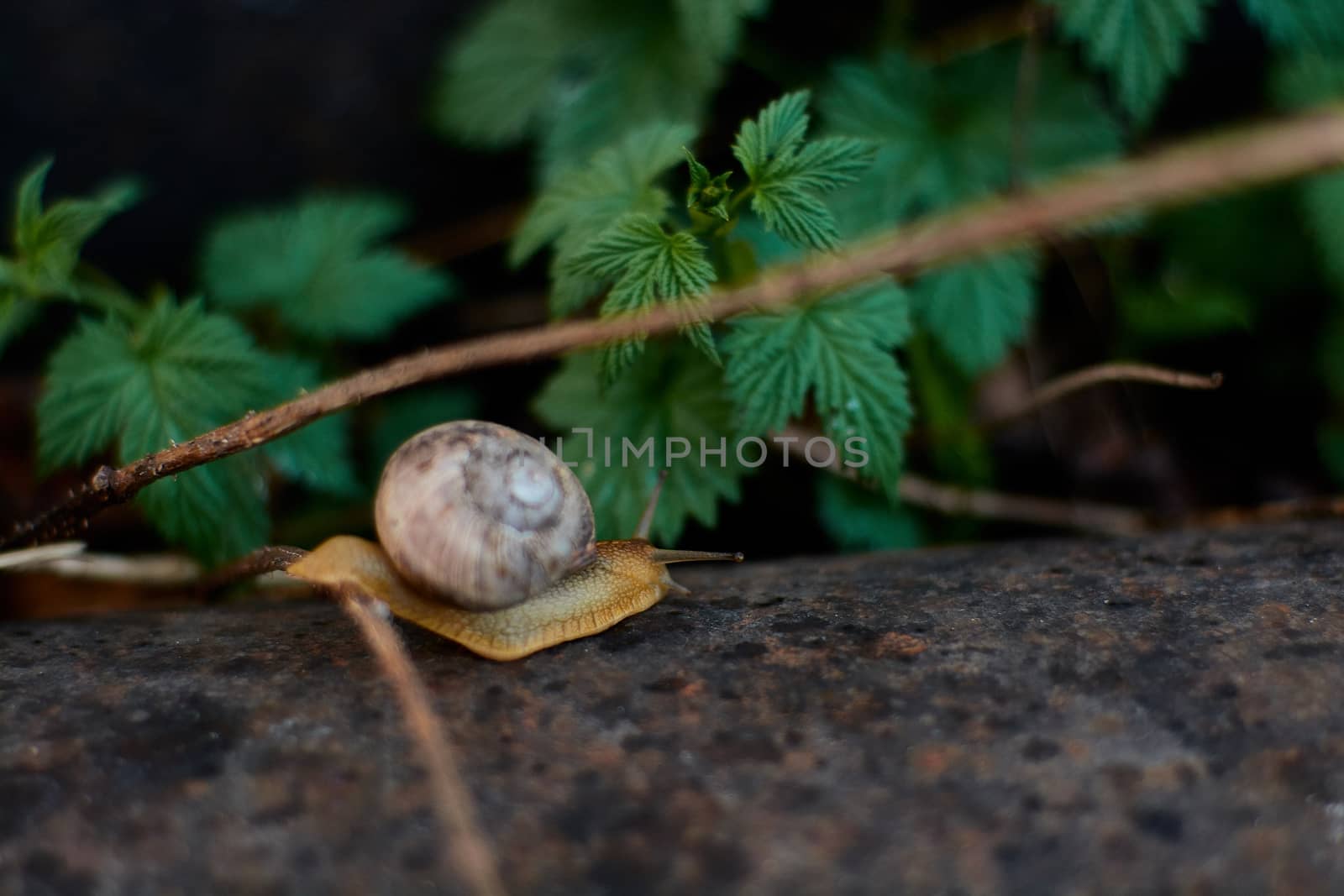 Snails in the yard after the rain on the green grass with large dew drops. Image for design with copyspace. Concept of moving forward to success. Snail on the grass. The snail moves forward.