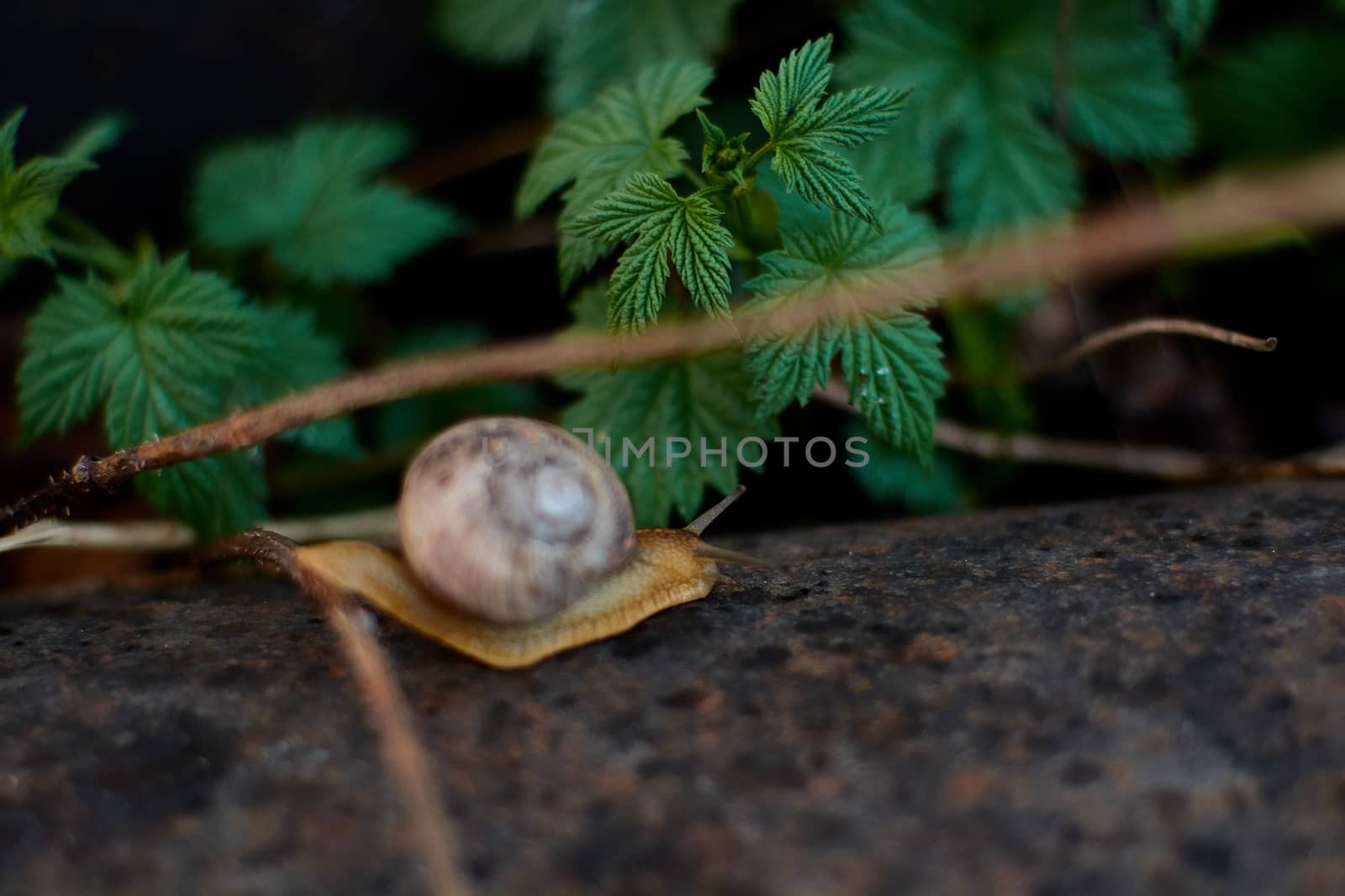 Snails in the yard after the rain on the green grass with large dew drops. Image for design with copyspace. Concept of moving forward to success. Snail on the grass. The snail moves forward.