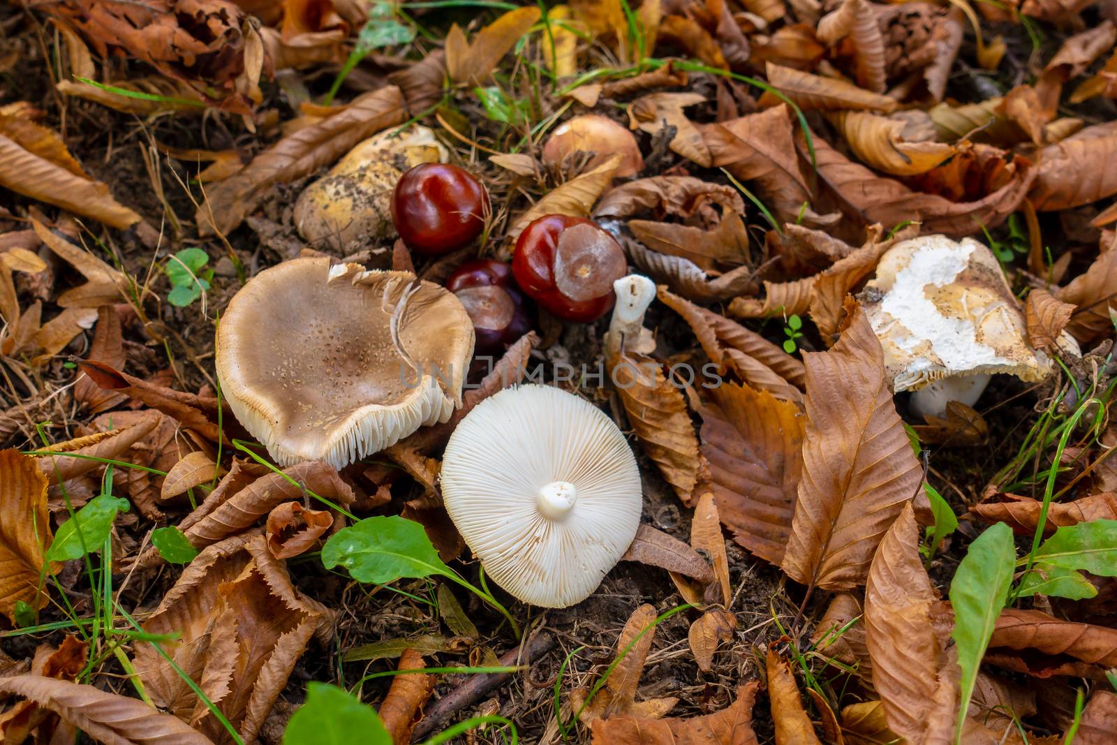 Mushrooms and Chestnuts on forest floor with foliage, grass moving in wind, one mushroom turned over on cap and gills are seen, static shot