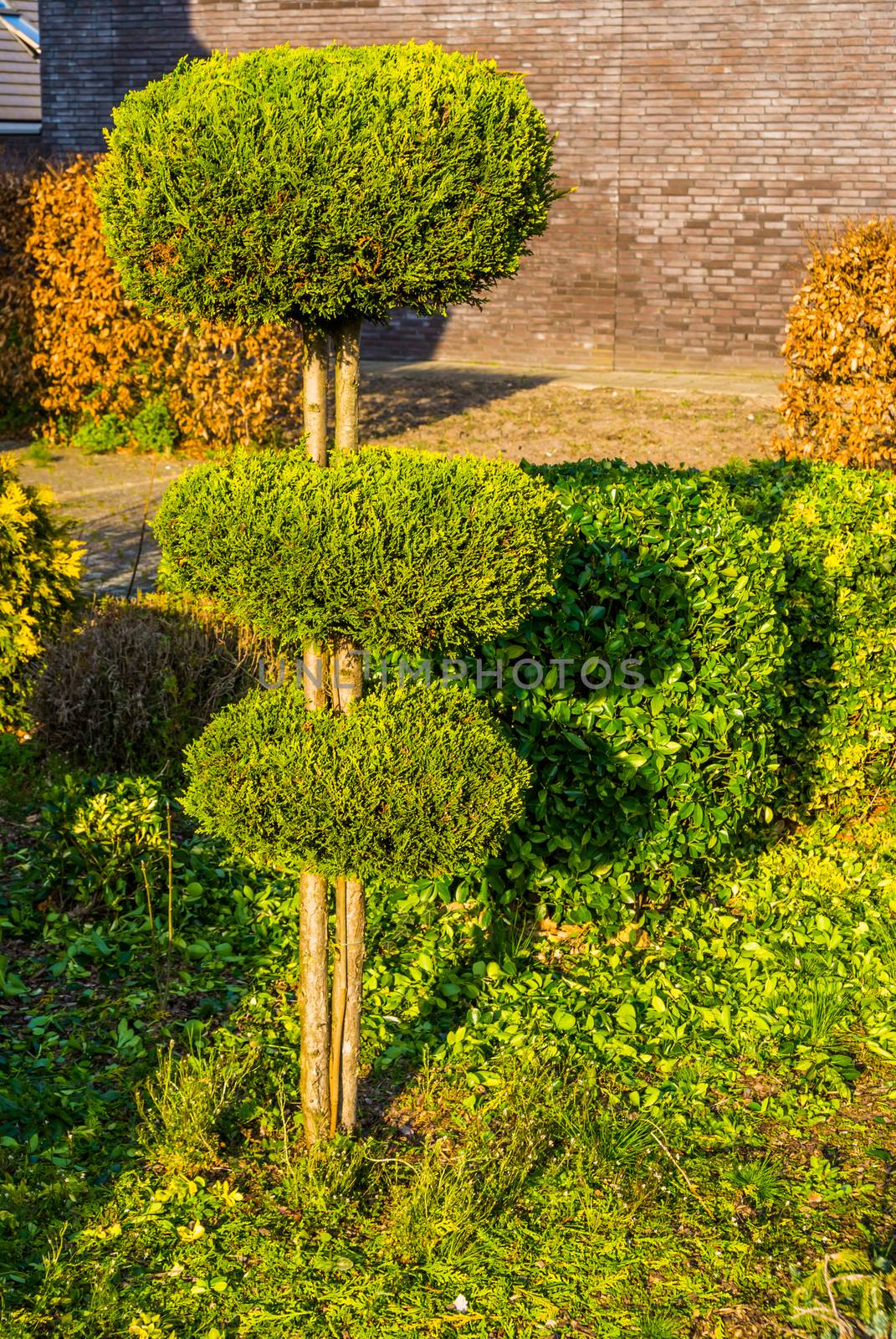 pruned conifer tree in round circles, freshly clipped garden, backyard maintenance by charlottebleijenberg