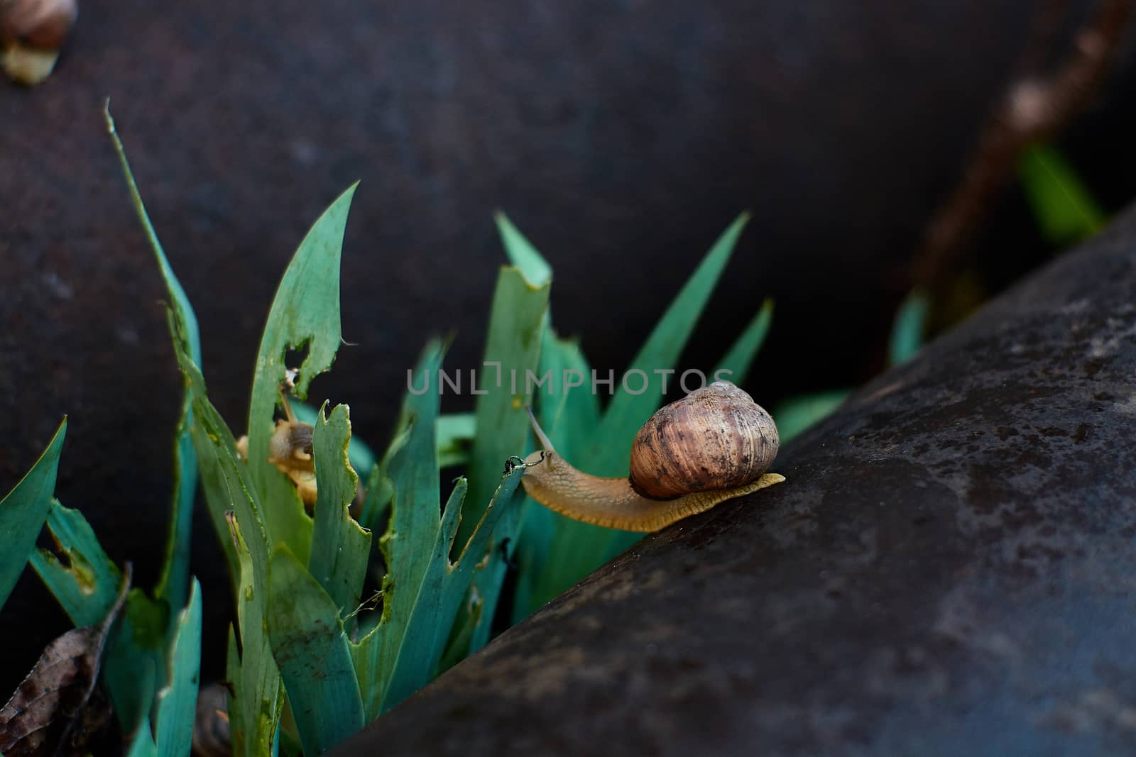 Snails in the yard after the rain on the green grass with large dew drops. Image for design with copyspace. Concept of moving forward to success. Snail on the grass. The snail moves forward.