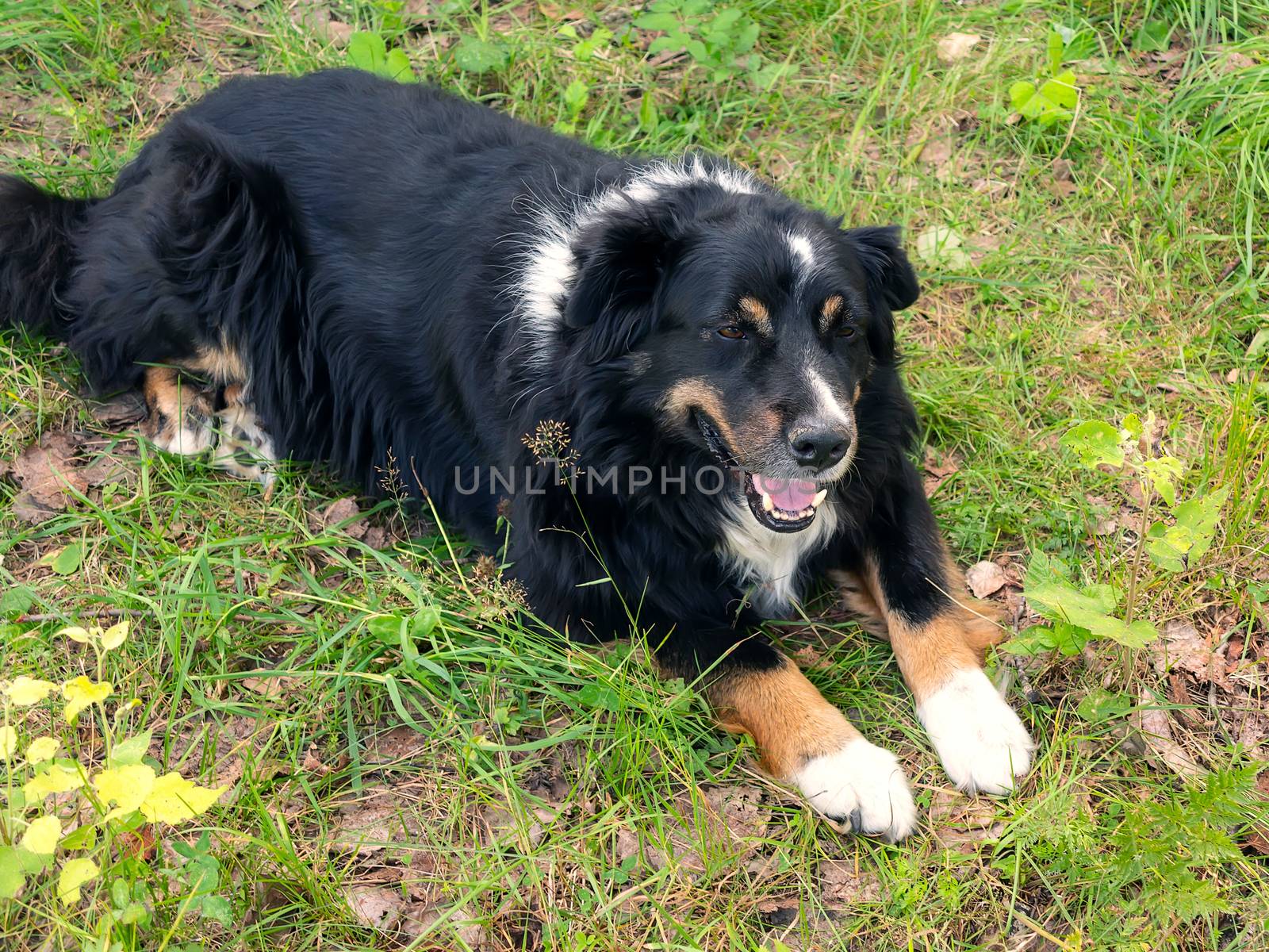 Large black dog from Berner Sennenhund lying on the lawn grass by galsand