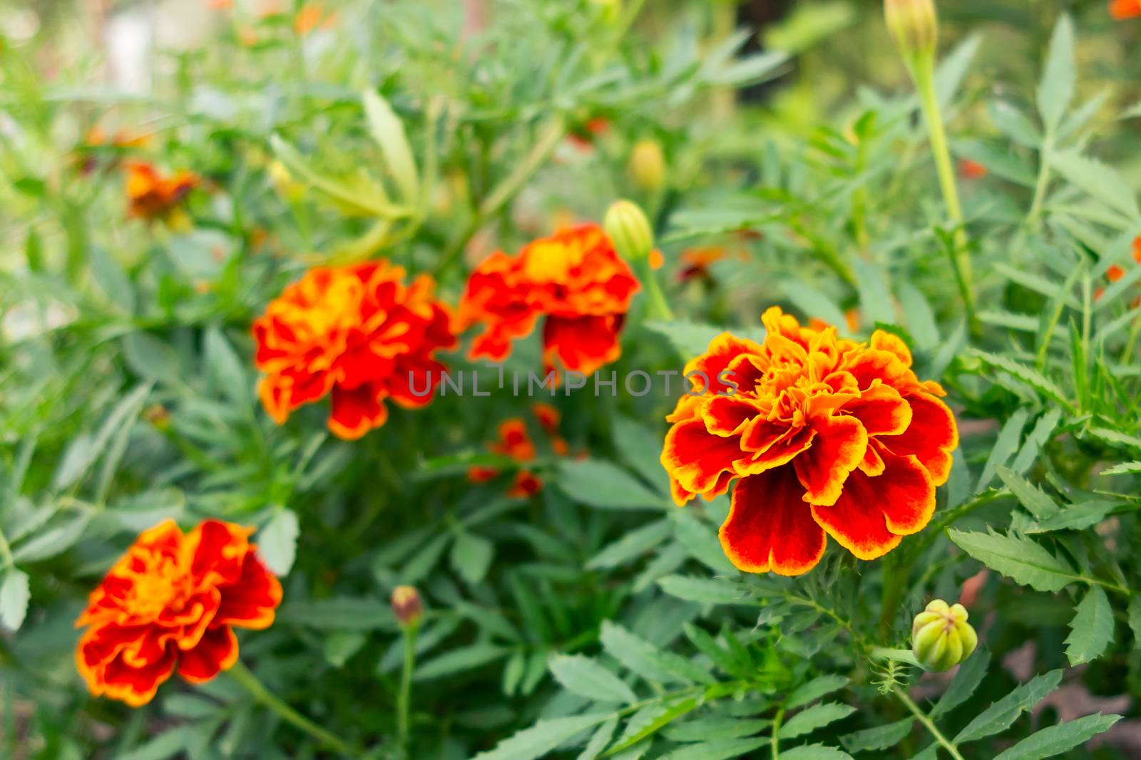 Red-orange flowers of marigolds on a flower bed in the garden. Selective focus by galsand