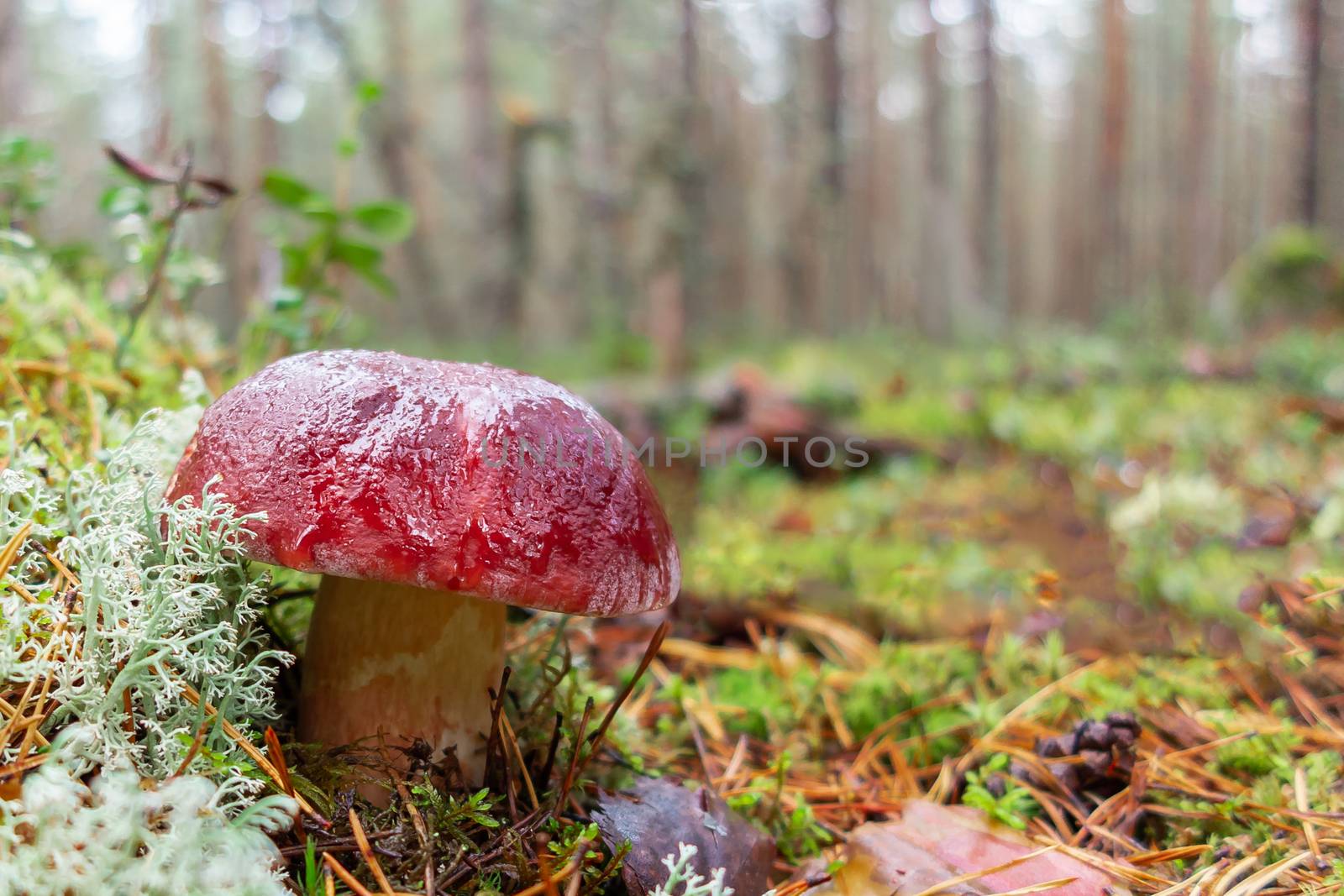 Wet boletus pinophilus after rain in a pine forest.