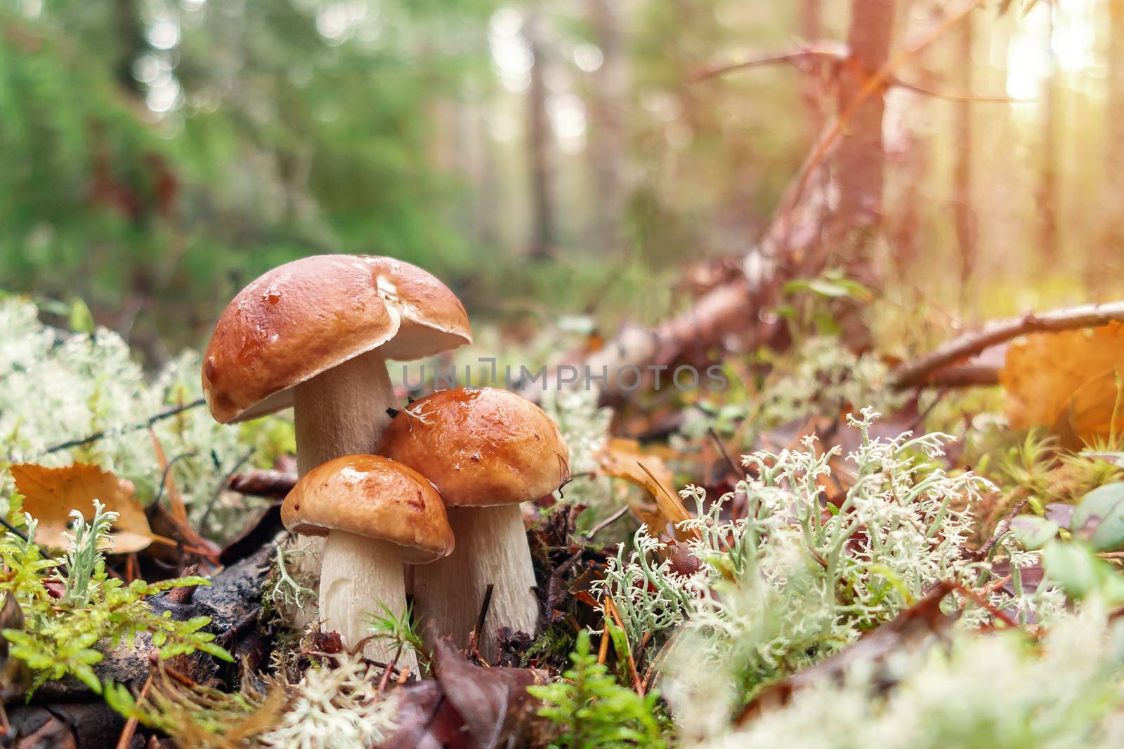 Three beautiful boletus edulis known as penny bun in a pine forest at sunrise by galsand