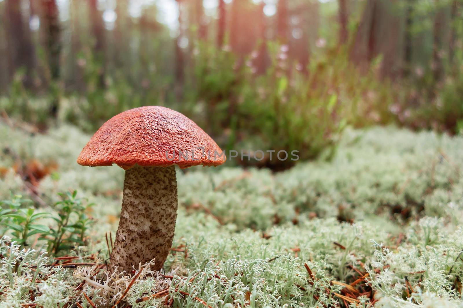 beautiful orange-cap boletus in a moss in a pine forest by galsand