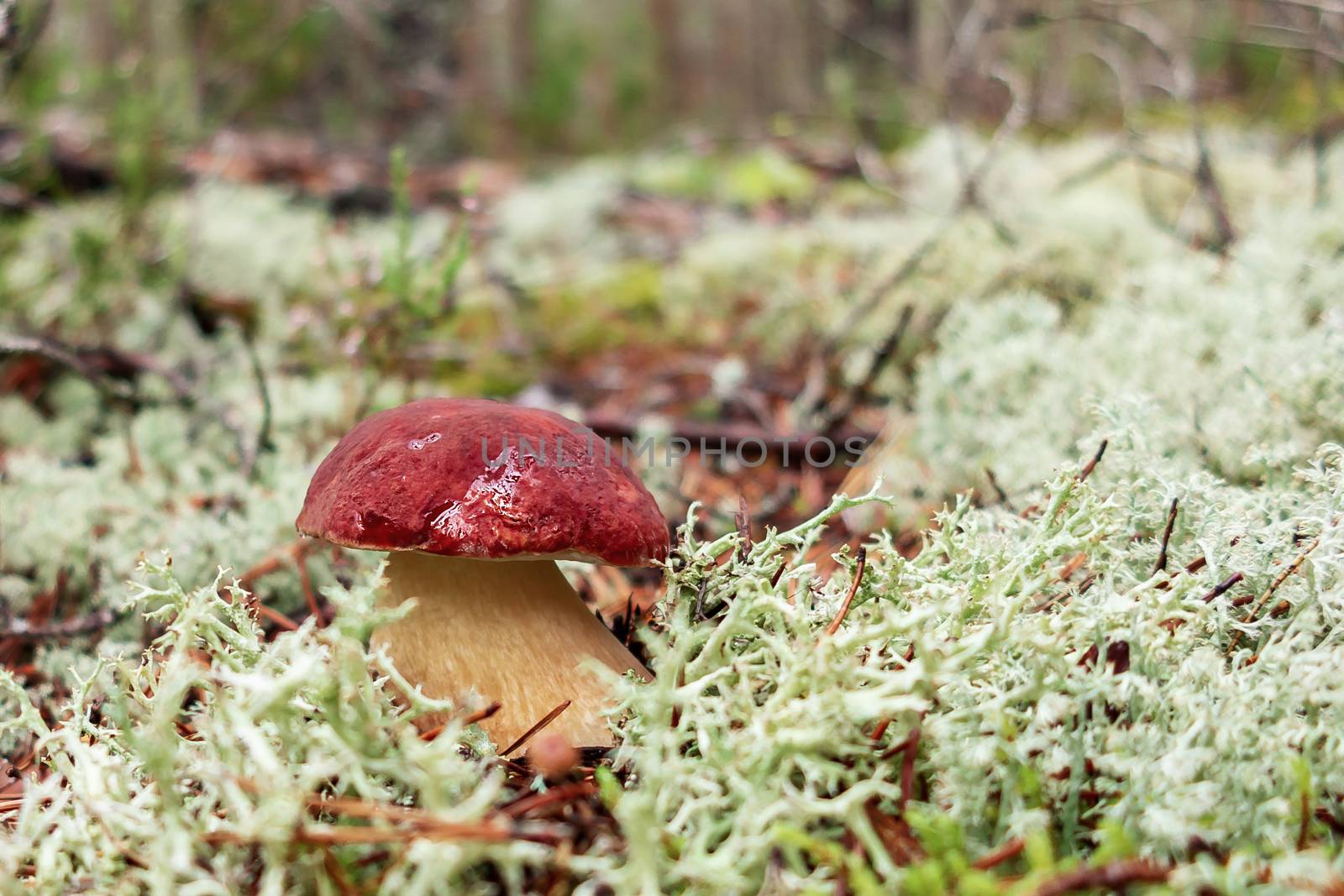 Beautiful small boletus pinophilus known as penny bun in a pine forest.
