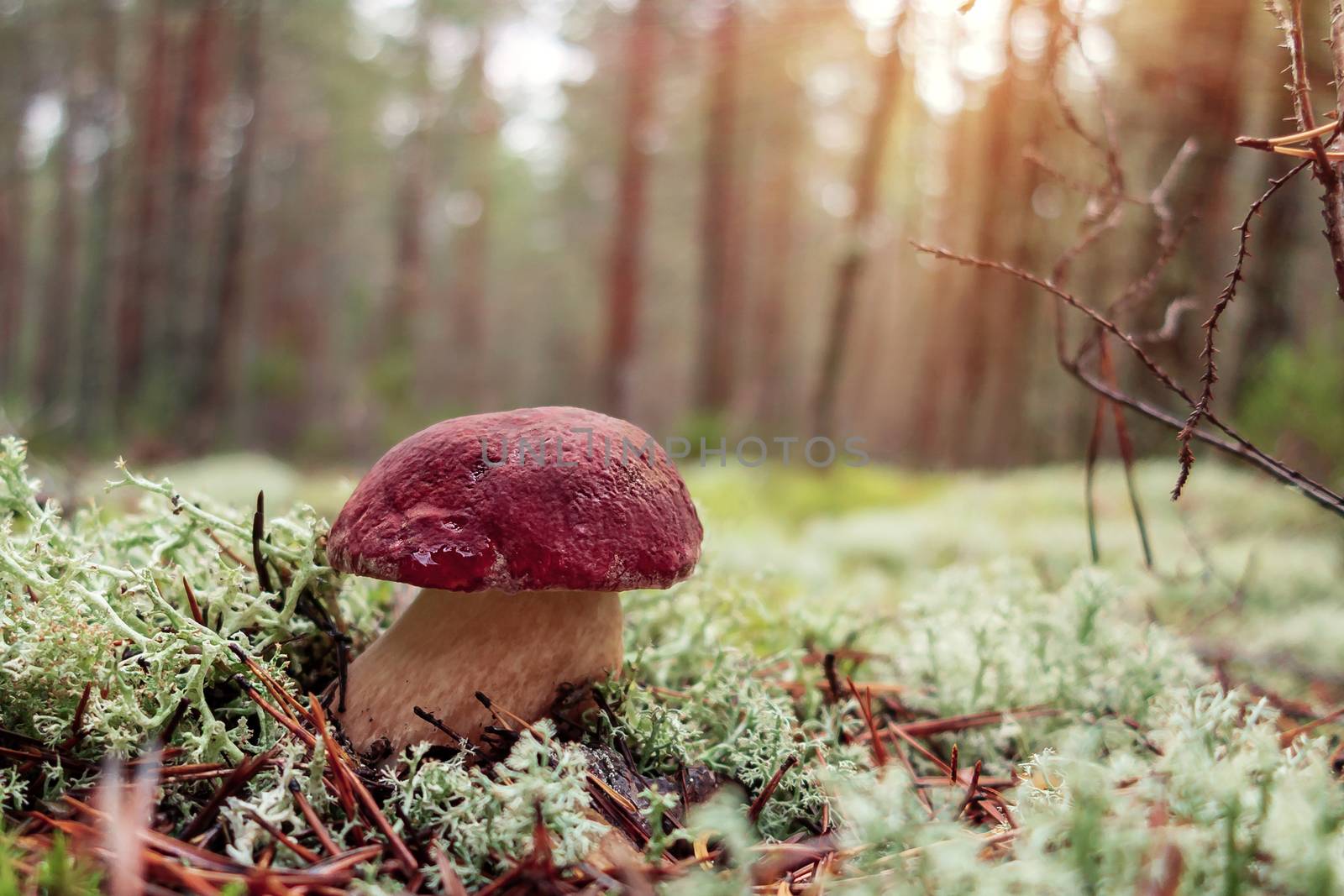 Beautiful boletus pinophilus known as penny bun in a pine forest at sunrise by galsand