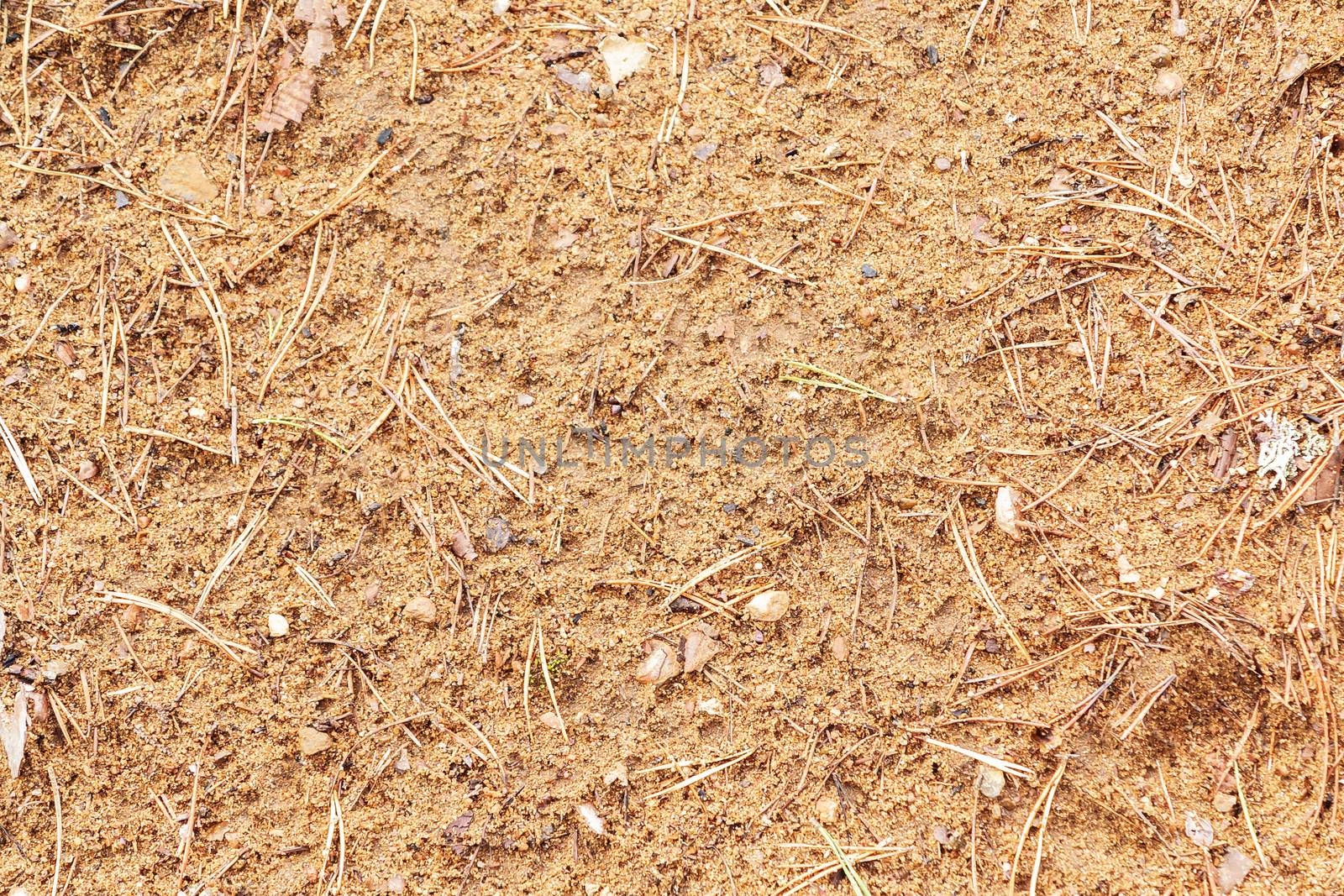 Texture of the forest floor - sand and pine needles.