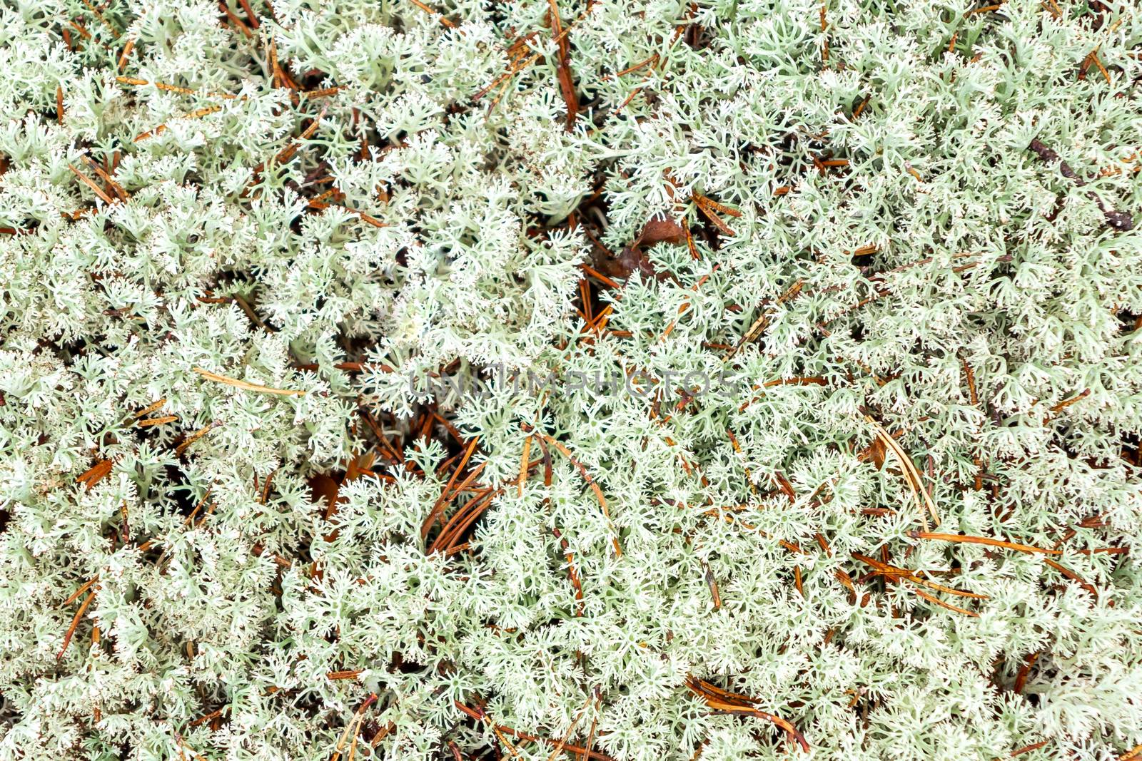 Texture of the forest floor - reindeer moss and pine needles.