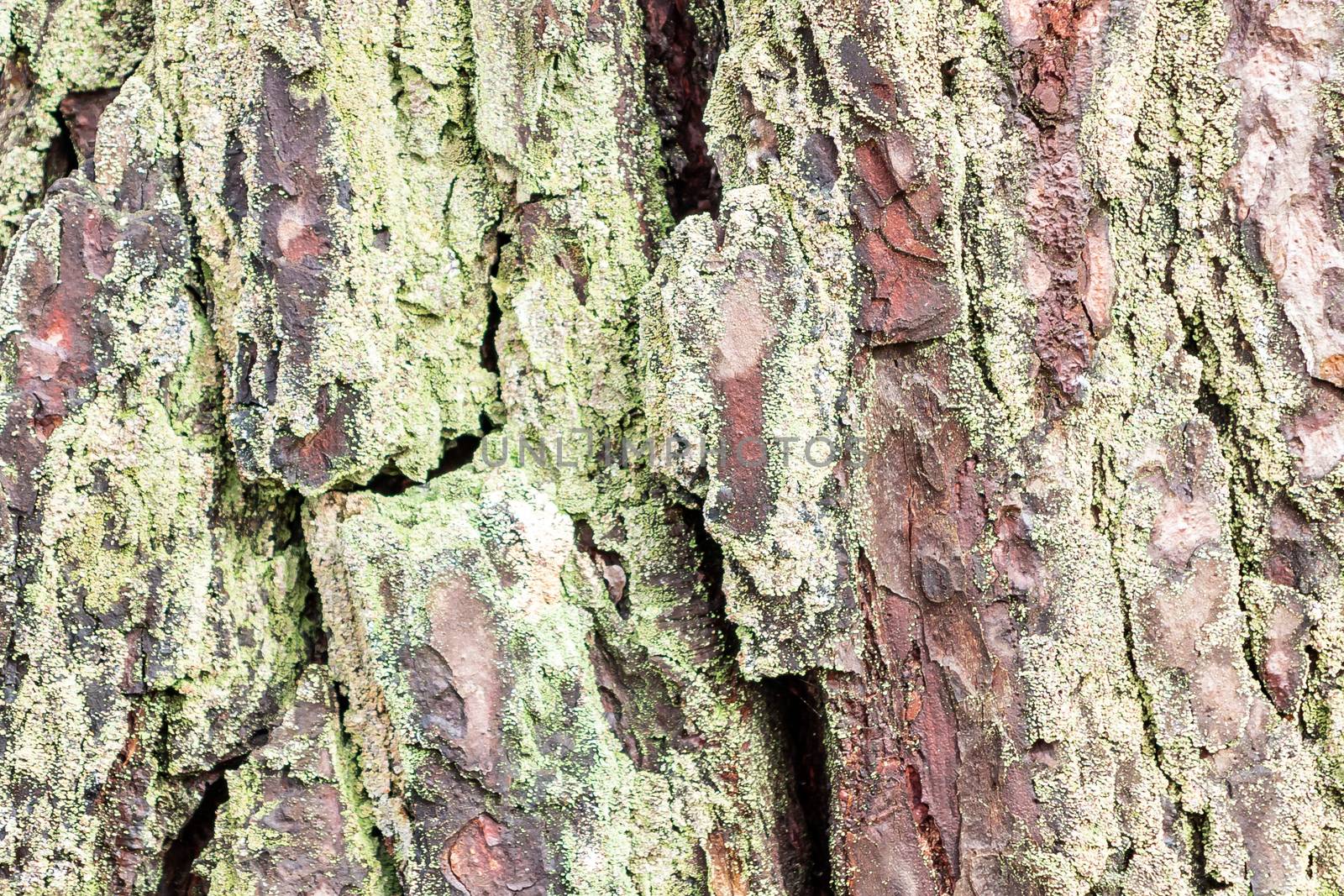Bark of an old pine covered with lichen, texture, background by galsand