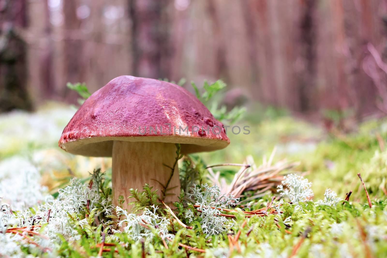 Beautiful boletus pinophilus known as penny bun in a pine forest by galsand