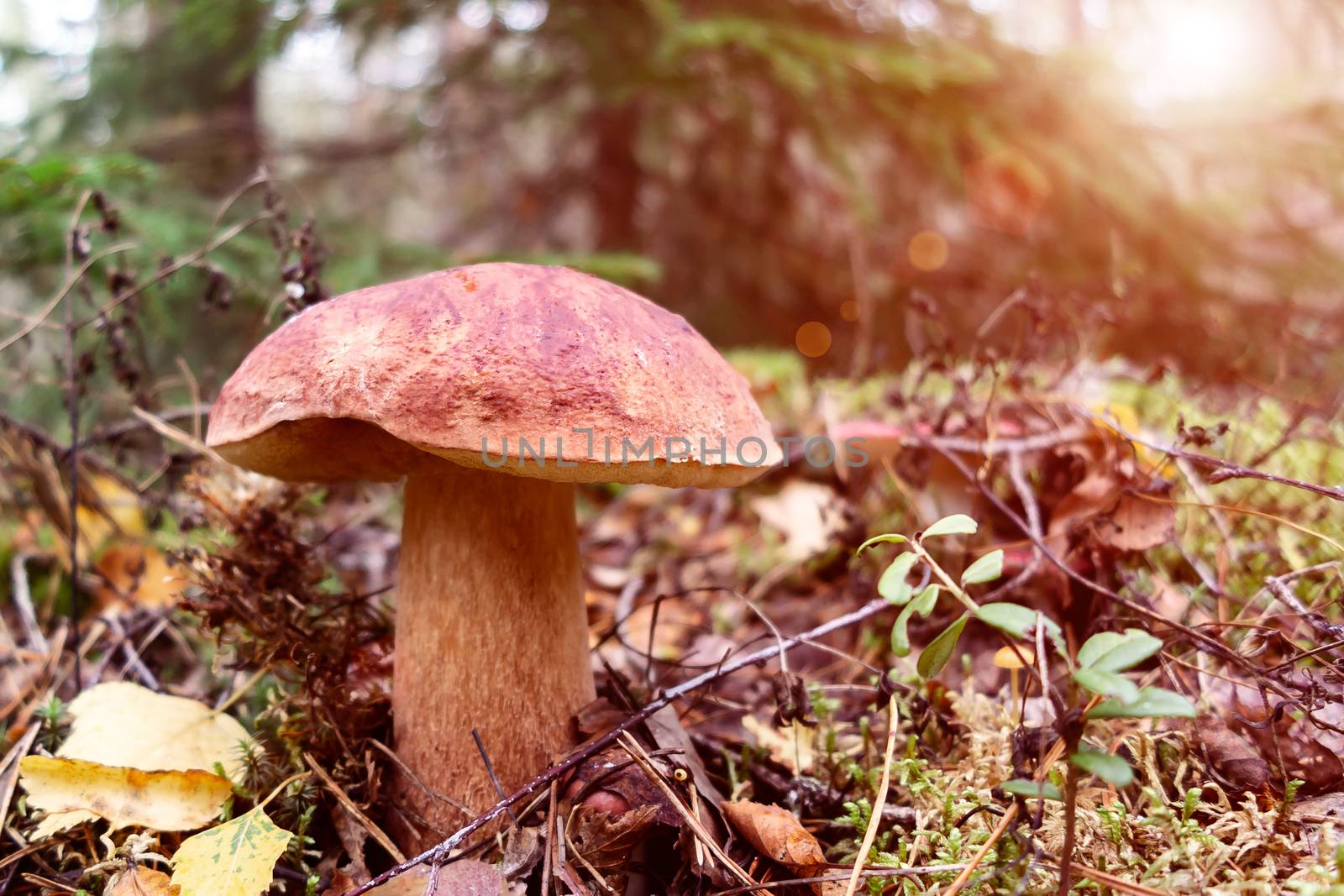 Beautiful boletus pinophilus known as penny bun in a pine forest at sunrise.