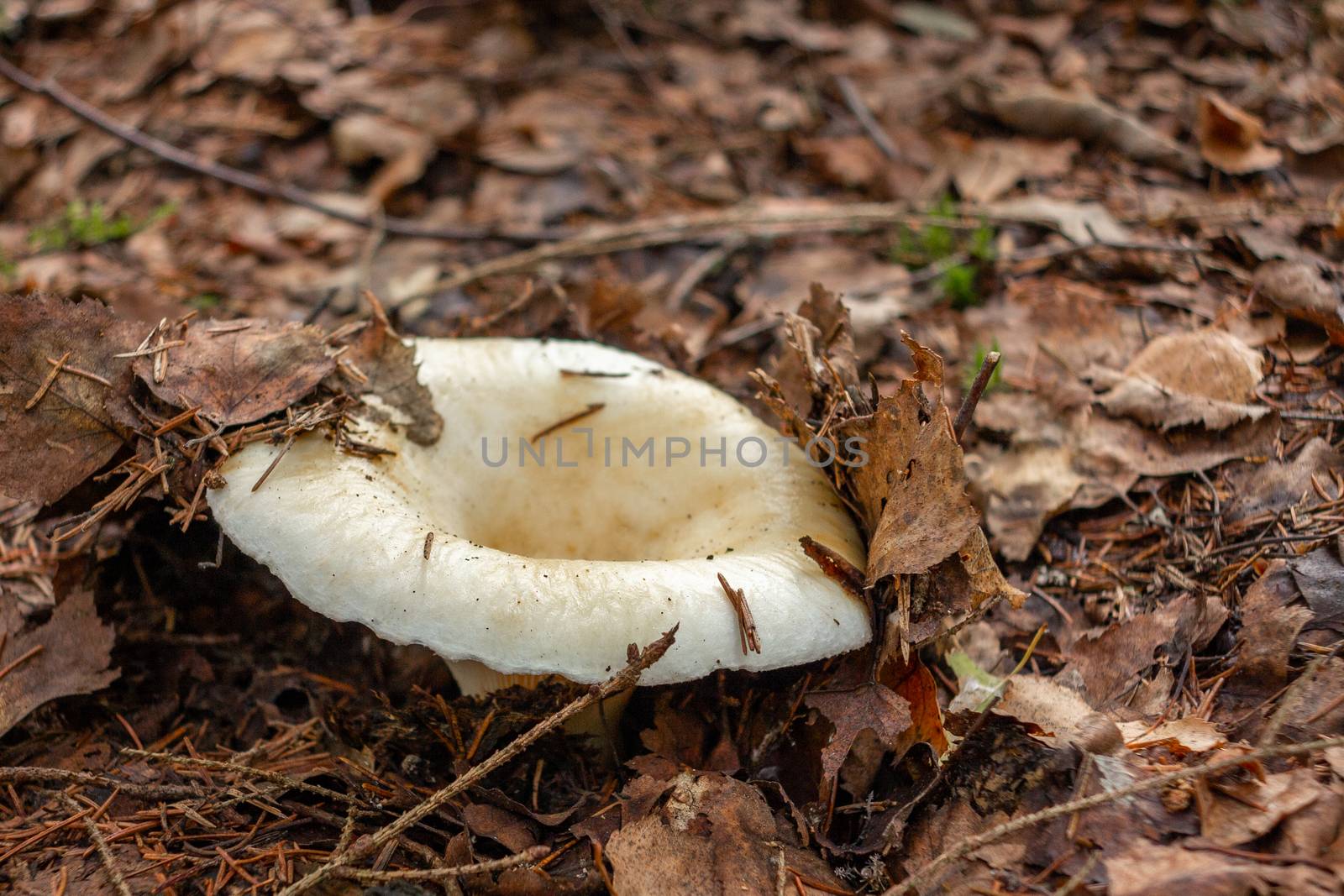 Edible forest mushroom Lactarius resimus known as the milky cup grows in the forest from under leaf litter. Pickles from it is considered a delicacy in Russia and Ukraine by galsand