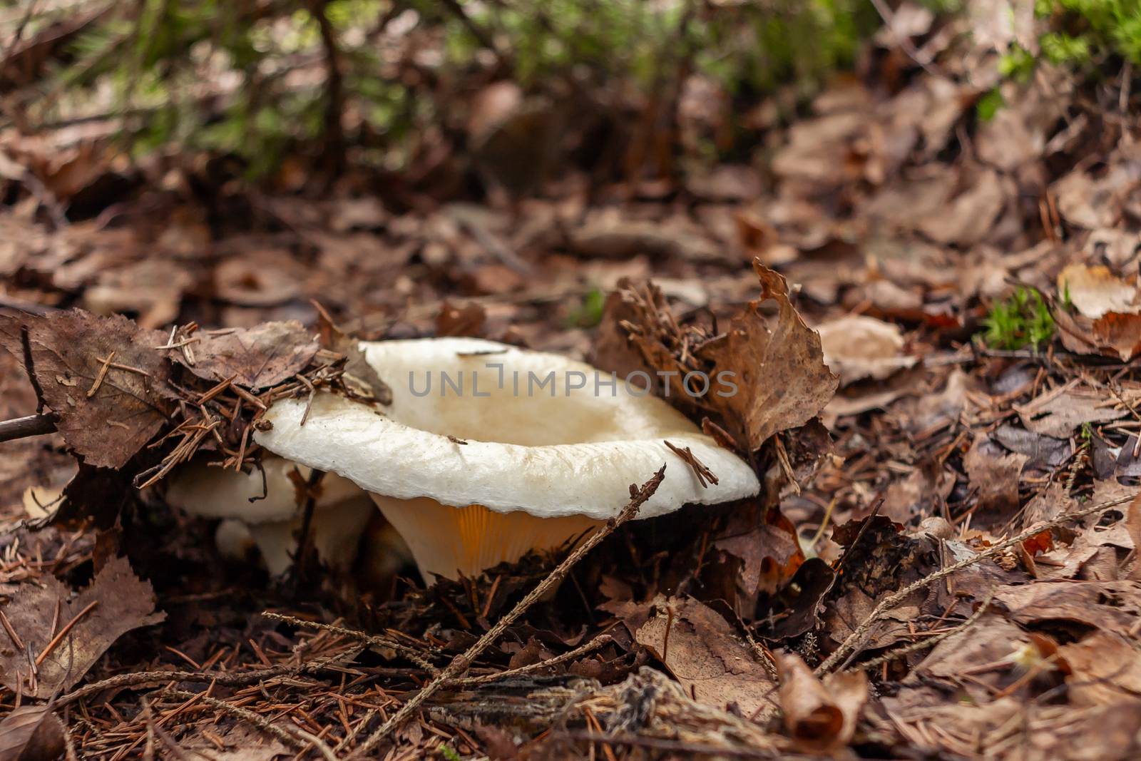 Edible forest mushroom Lactarius resimus known as the milky cup grows in the forest from under leaf litter. Pickles from it is considered a delicacy in Russia and Ukraine.