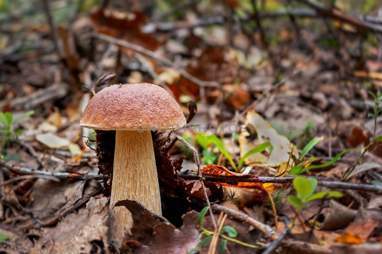 Beautiful boletus edulis known as penny bun in a forest at sunrise by galsand