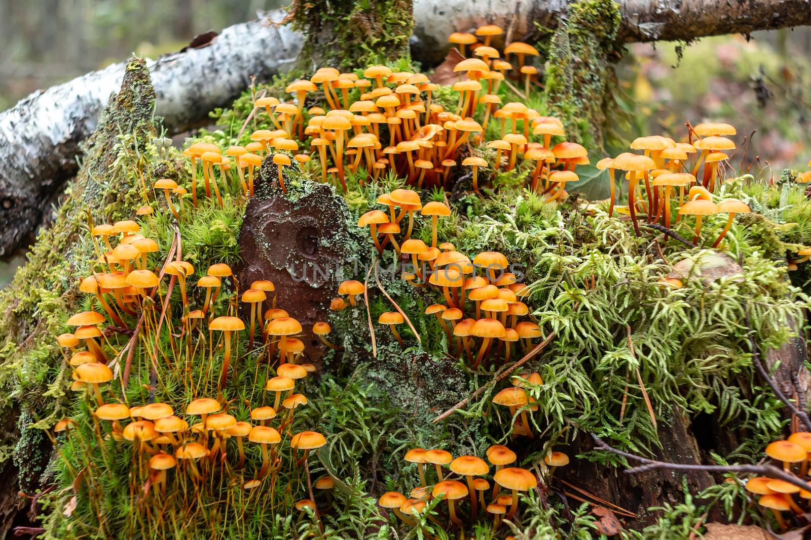 Group of forest mushrooms Xeromphalina campanella called golden trumpet in the forest on an old mossy stump by galsand