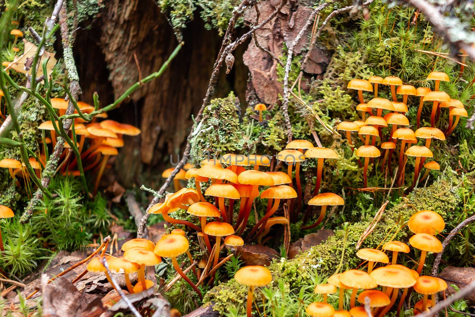 Group of forest mushrooms Xeromphalina campanella called golden trumpet in the forest on an old mossy stump by galsand