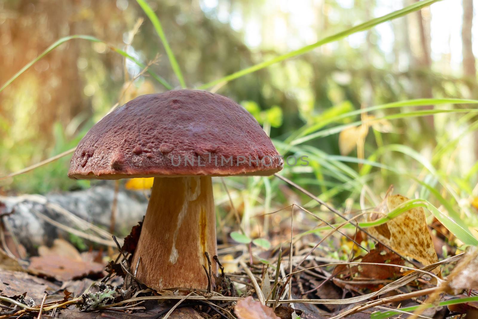 Beautiful boletus pinophilus known as penny bun in a pine forest at sunrise by galsand
